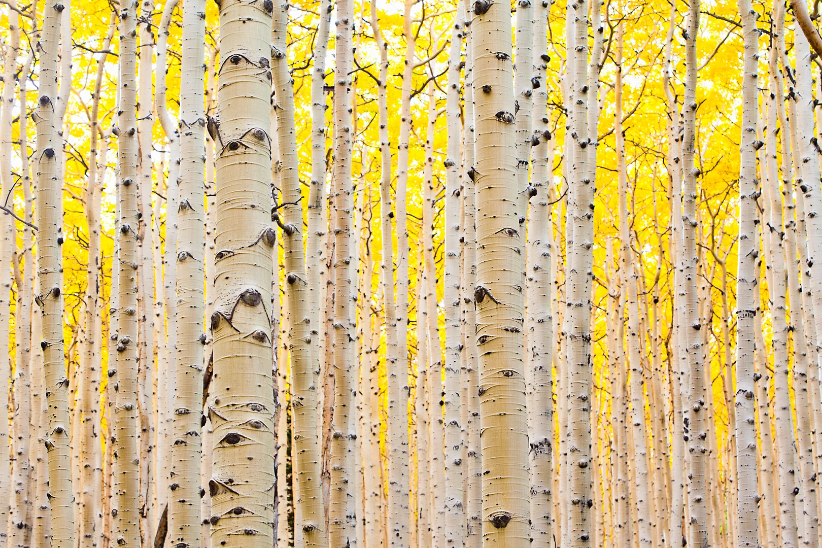 flagstaff_aspens2_web.jpg