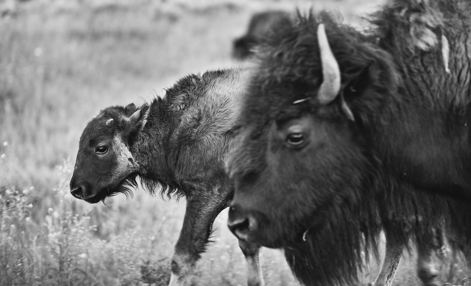 bison.jpg