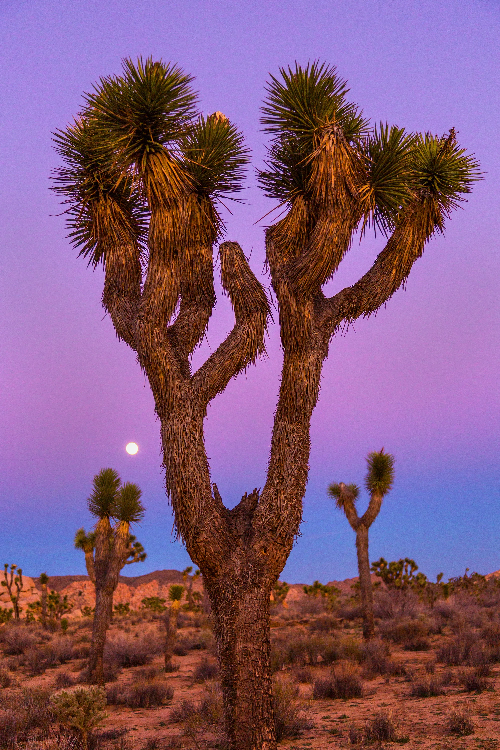 joshua_tree_purple_web.jpg