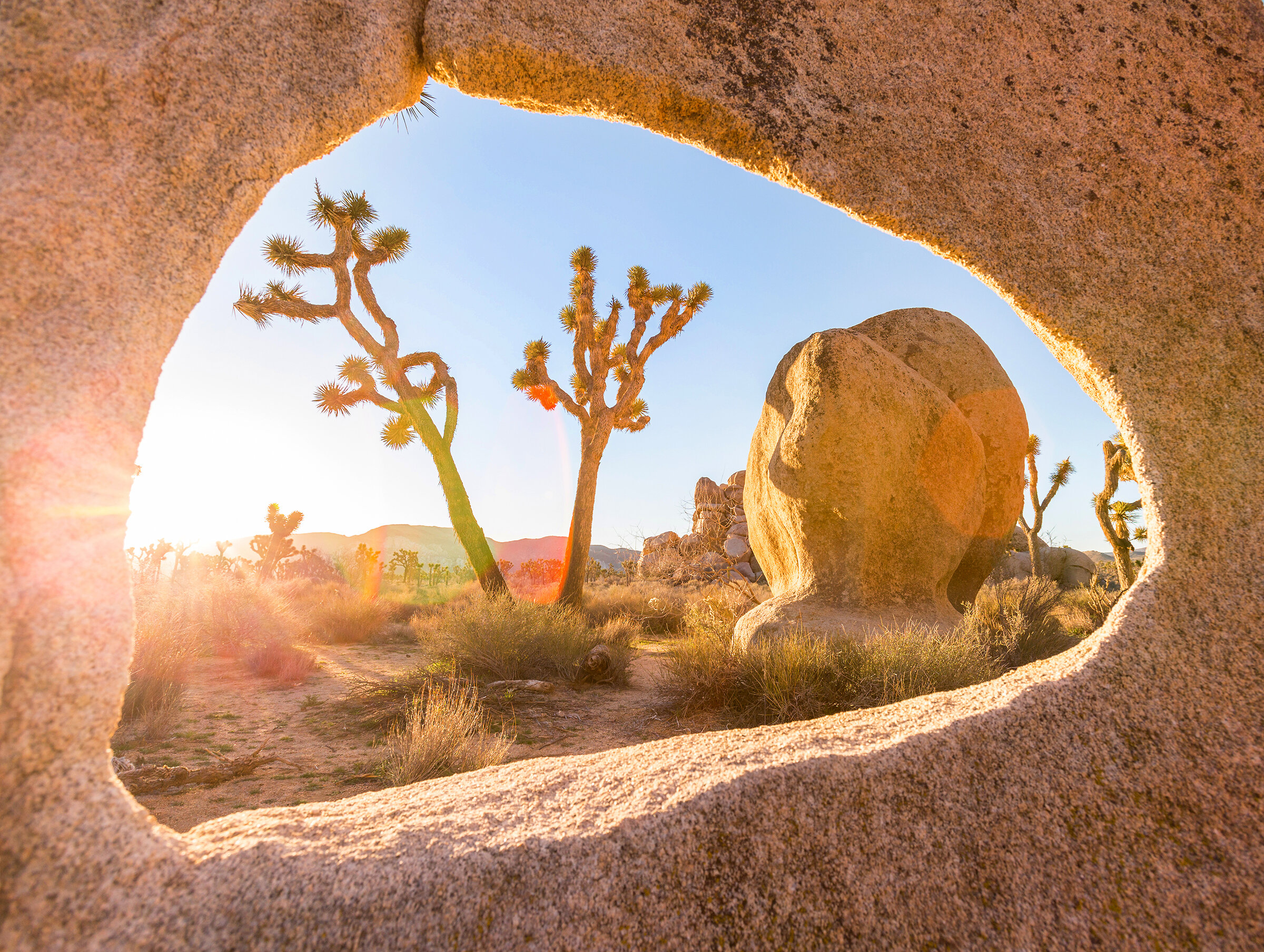 joshua_tree_window_sm.jpg