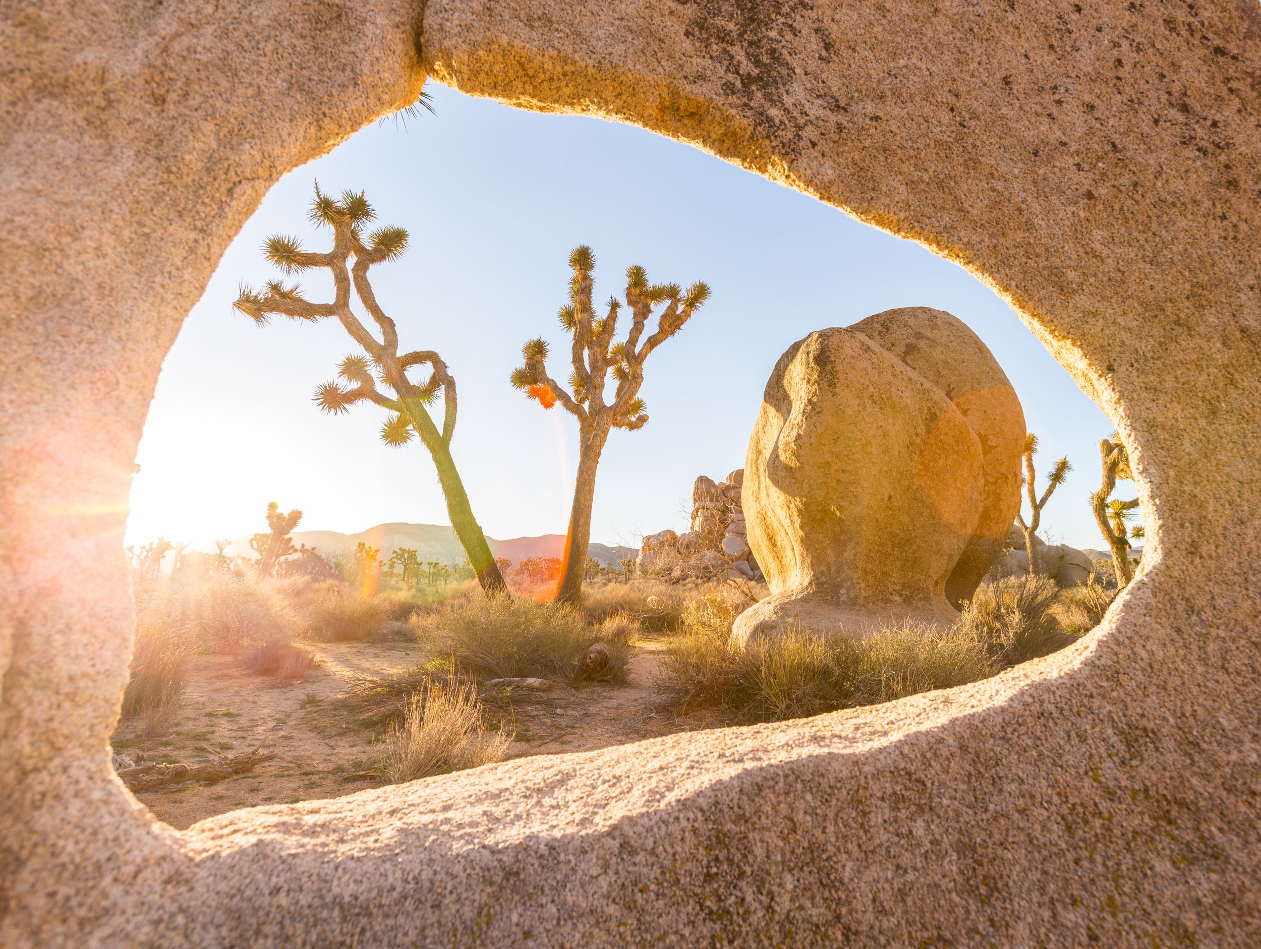 joshua_tree_window.jpg