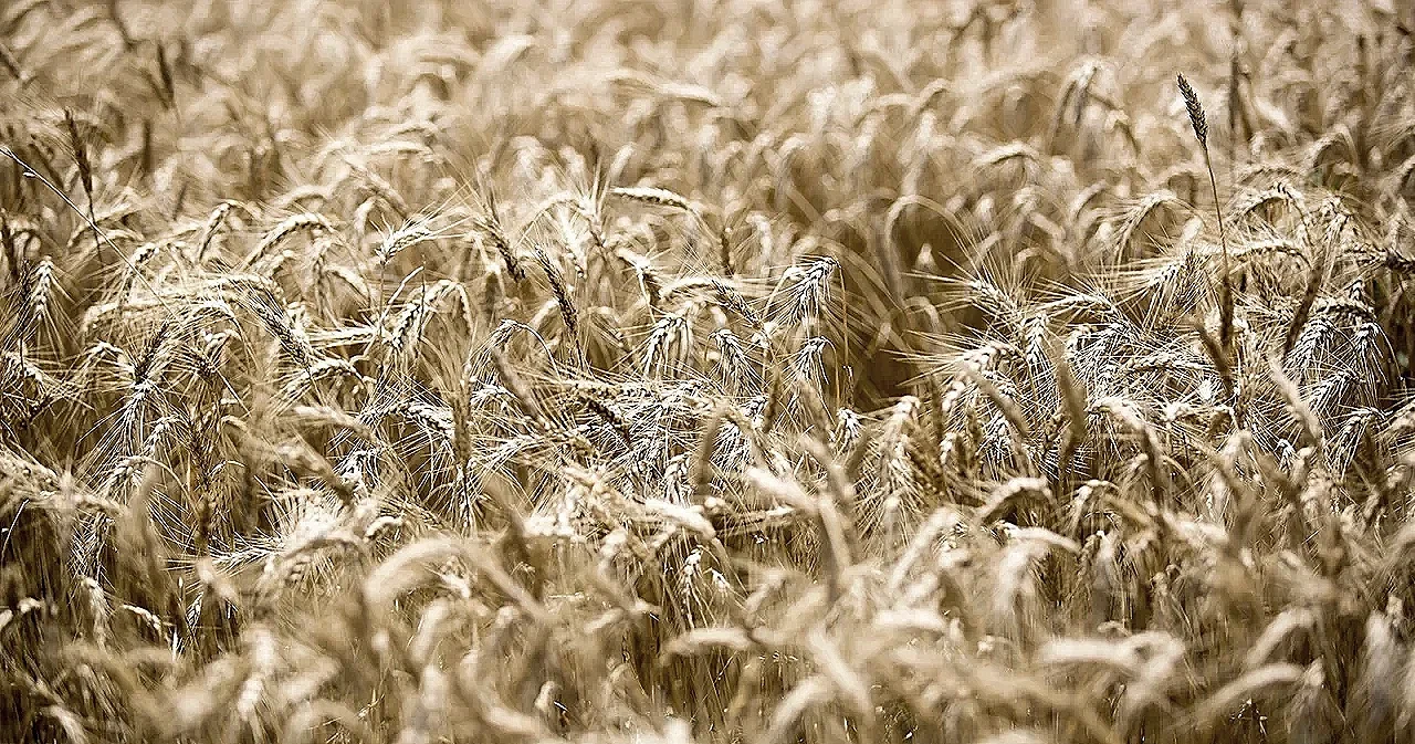 wheat_field.webp