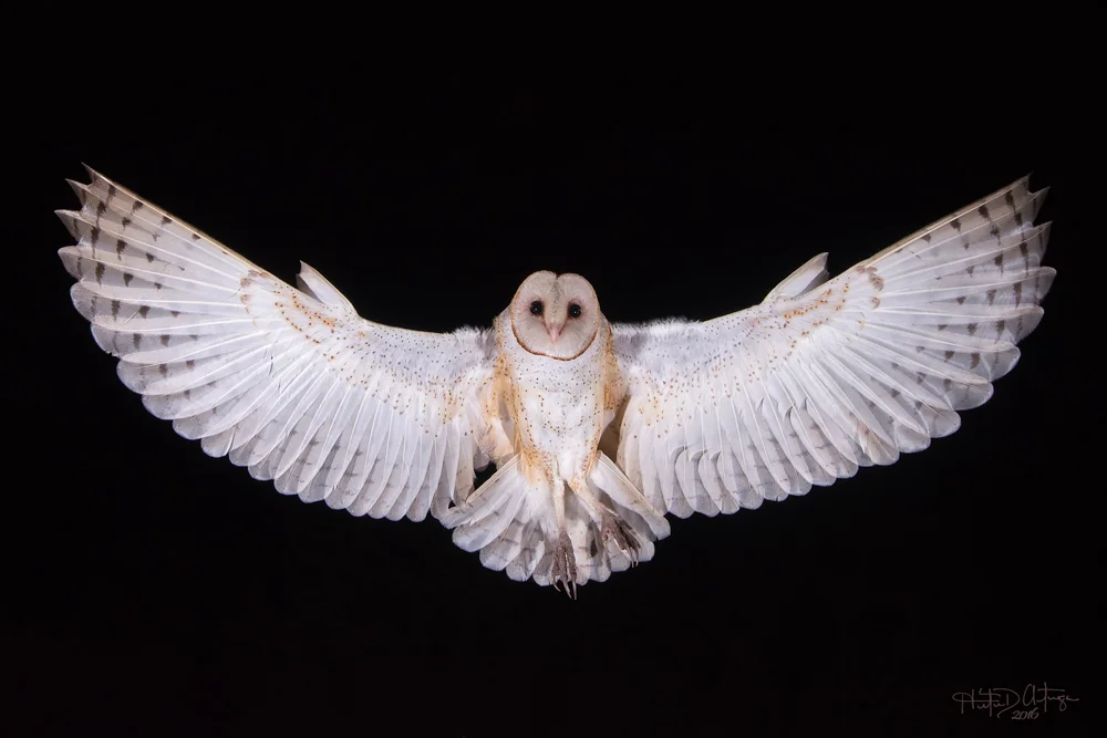 barn_owl.jpg