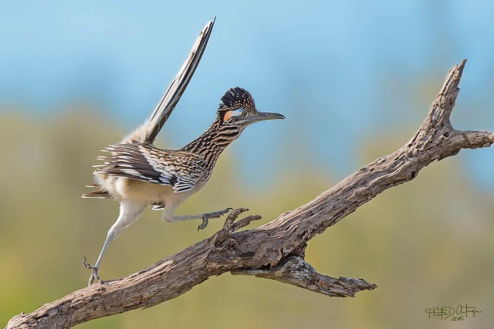 roadrunner.jpg