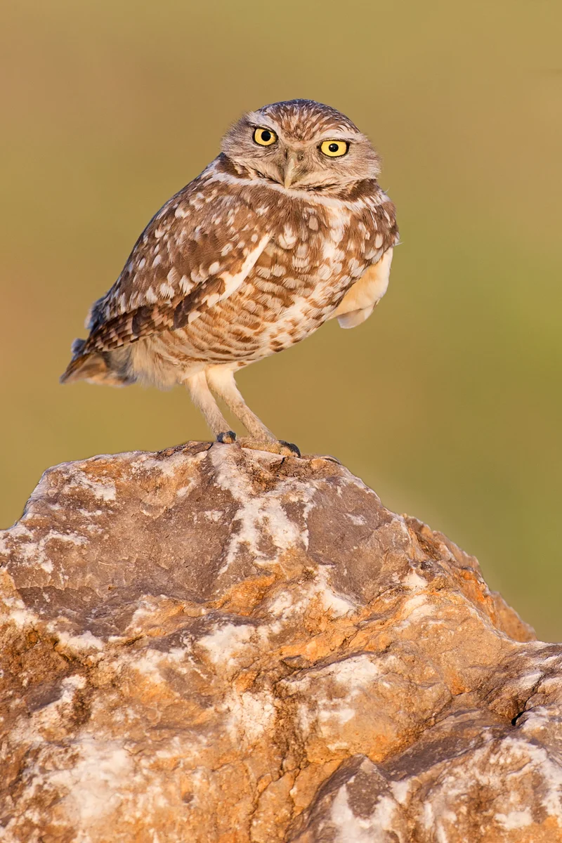 DSC_2632.jpg