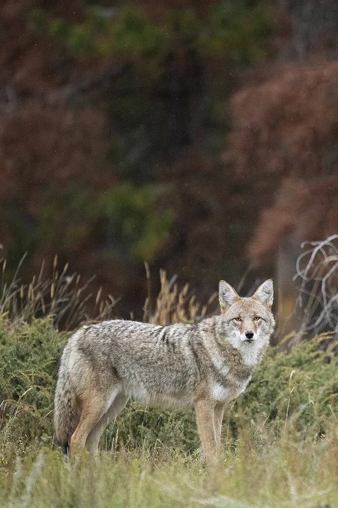 DSC_0752.jpg