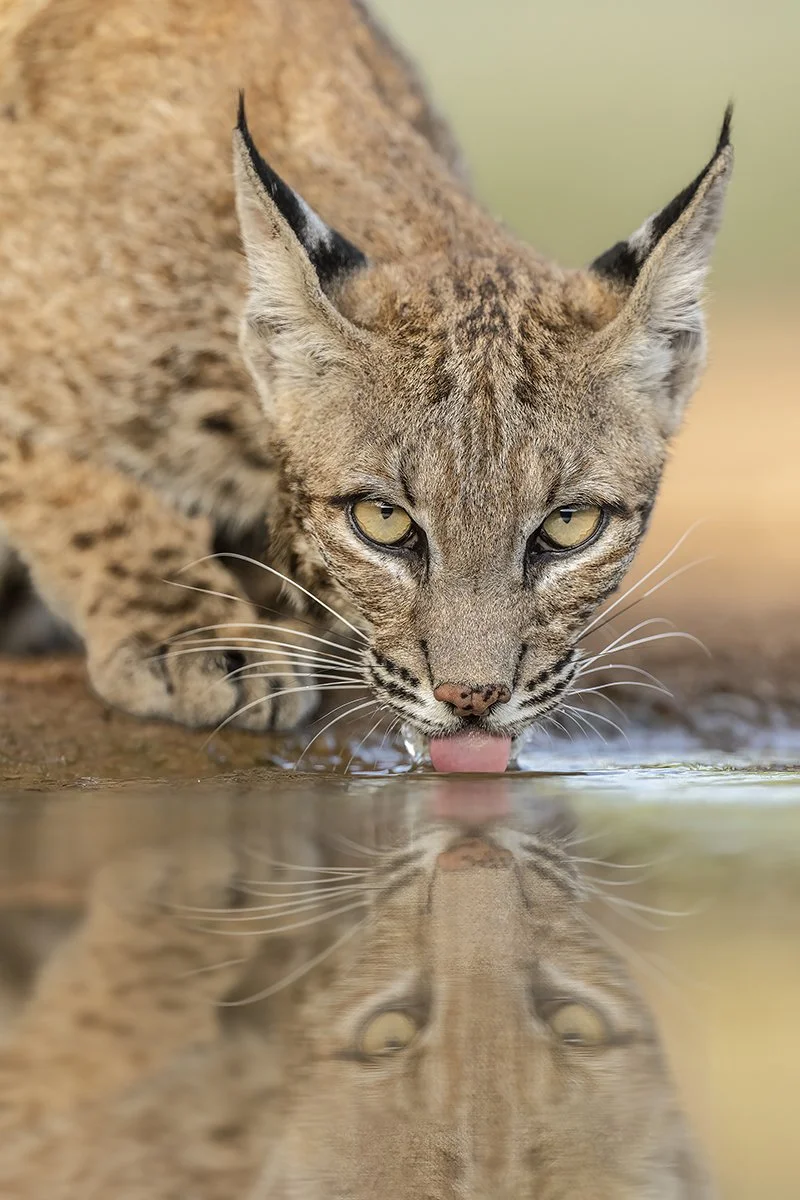 scr_bobcat1.JPG