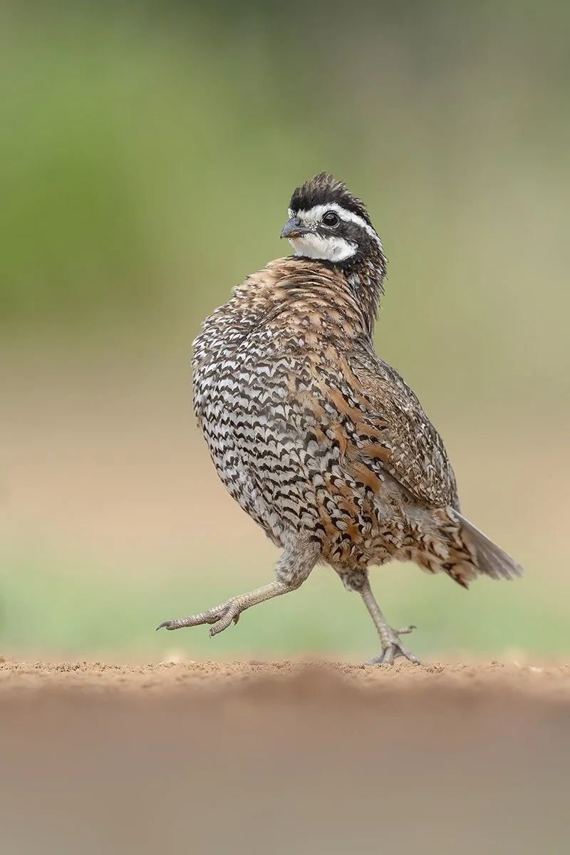 scr_bobwhite.JPG