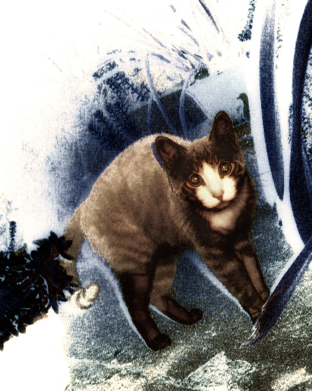 cattevcd 2.jpg
