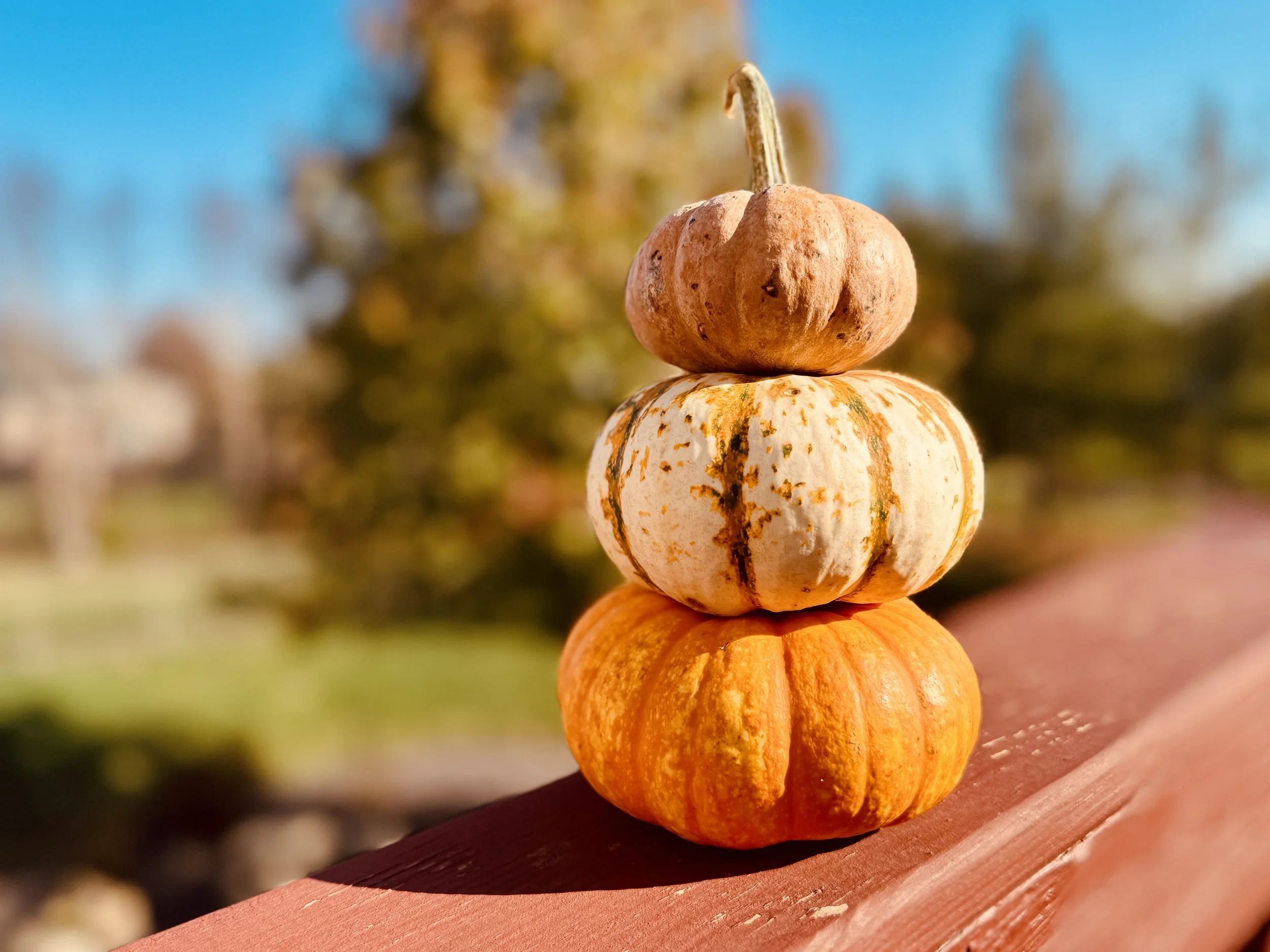 Thanksgiving Pumkin Stack.jpeg