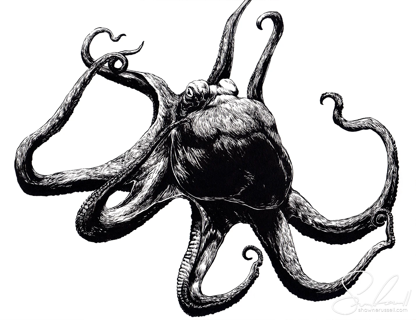 Octopus