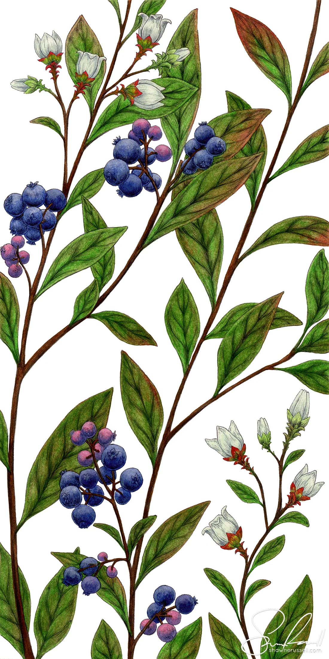 Lowbush Blueberry
