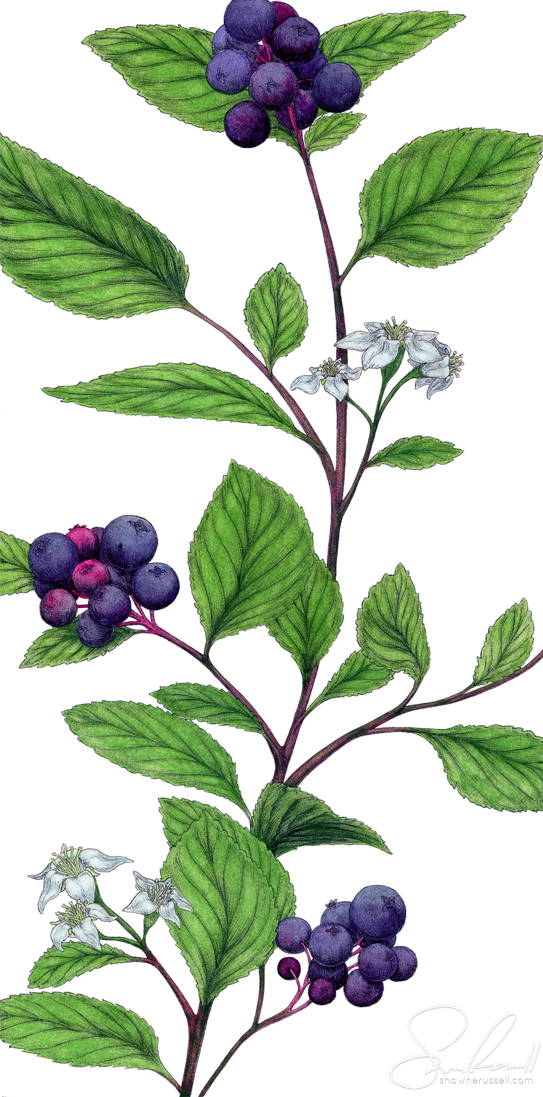 Saskatoon Berry