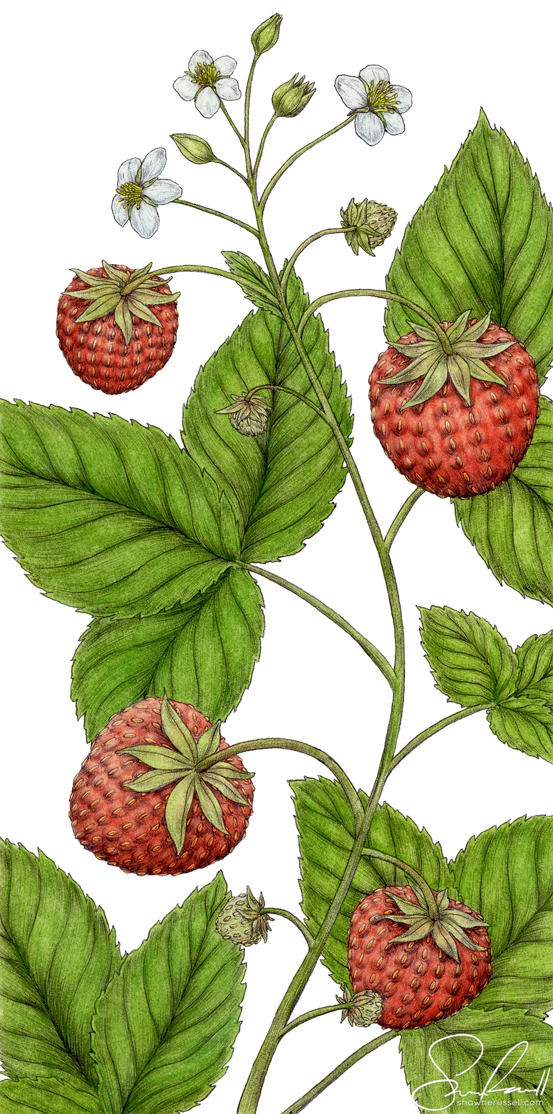Wild Strawberries