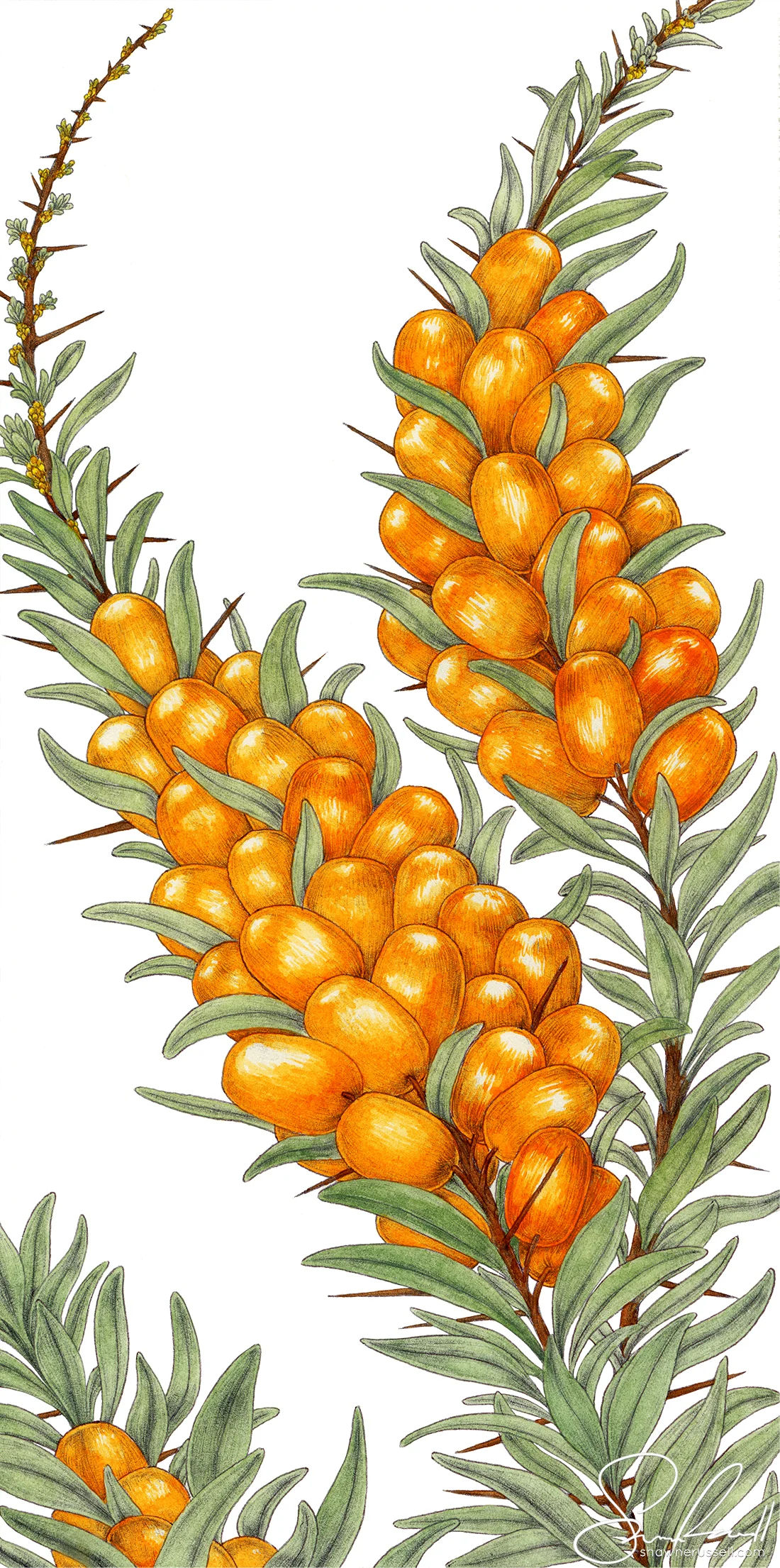 Seabuckthorn Berries