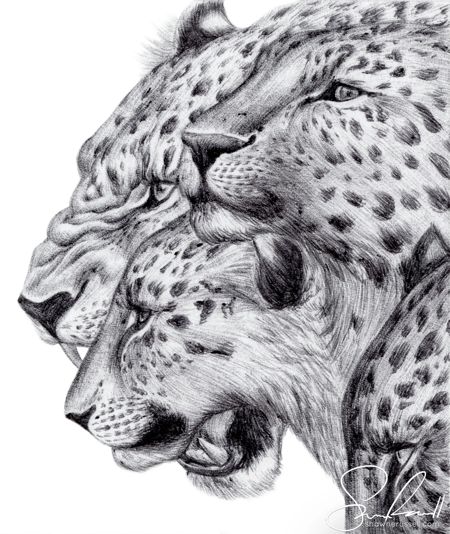 Amur Leopard
