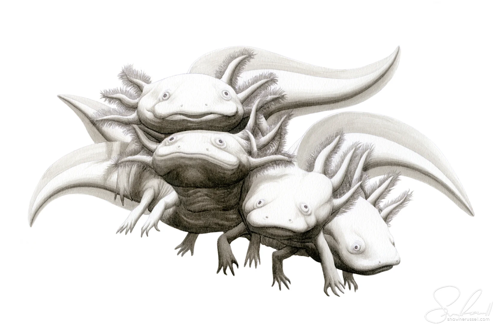 Axolotles-Shawn E Russell.jpg