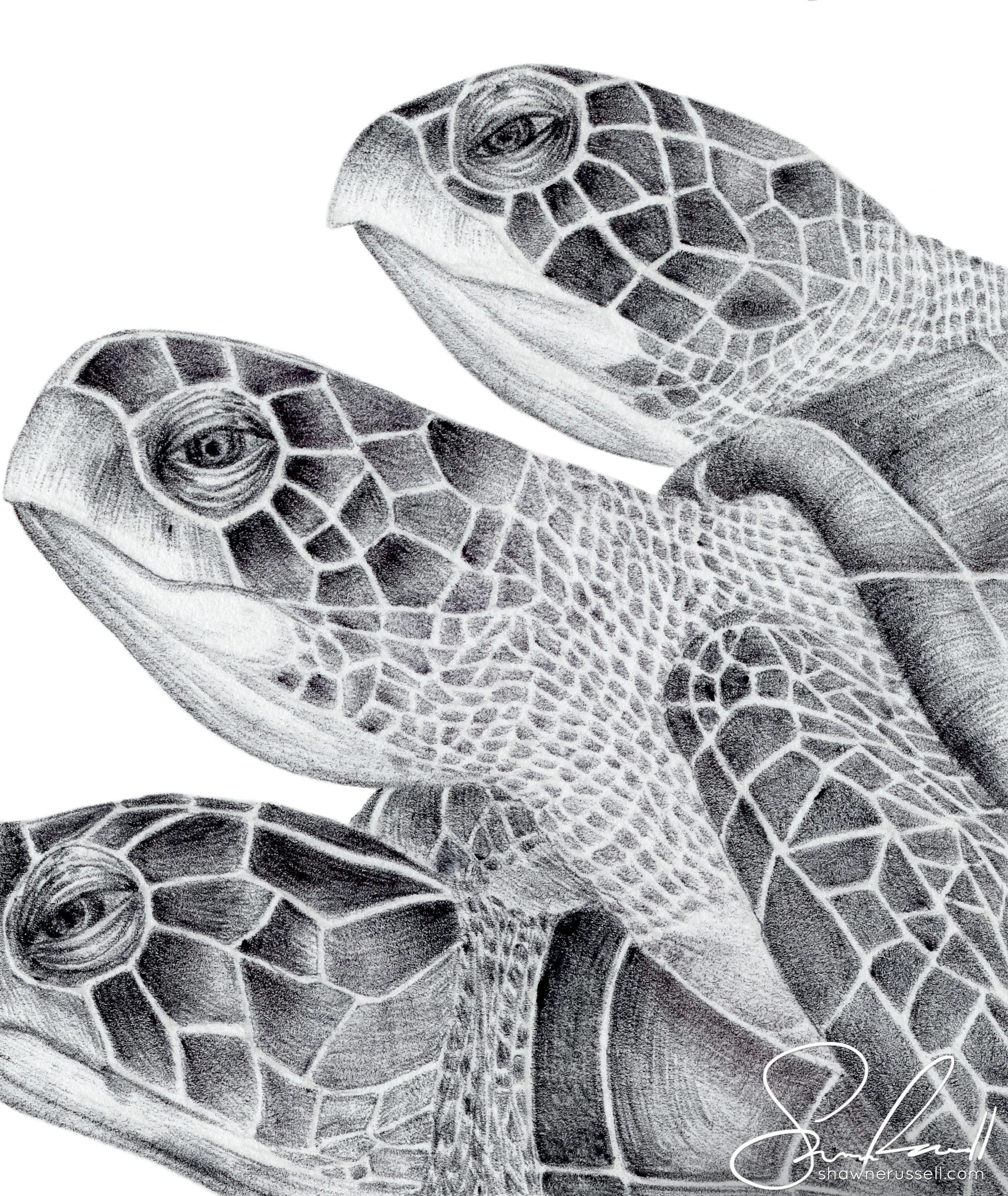 Hawksbill Sea Turtle