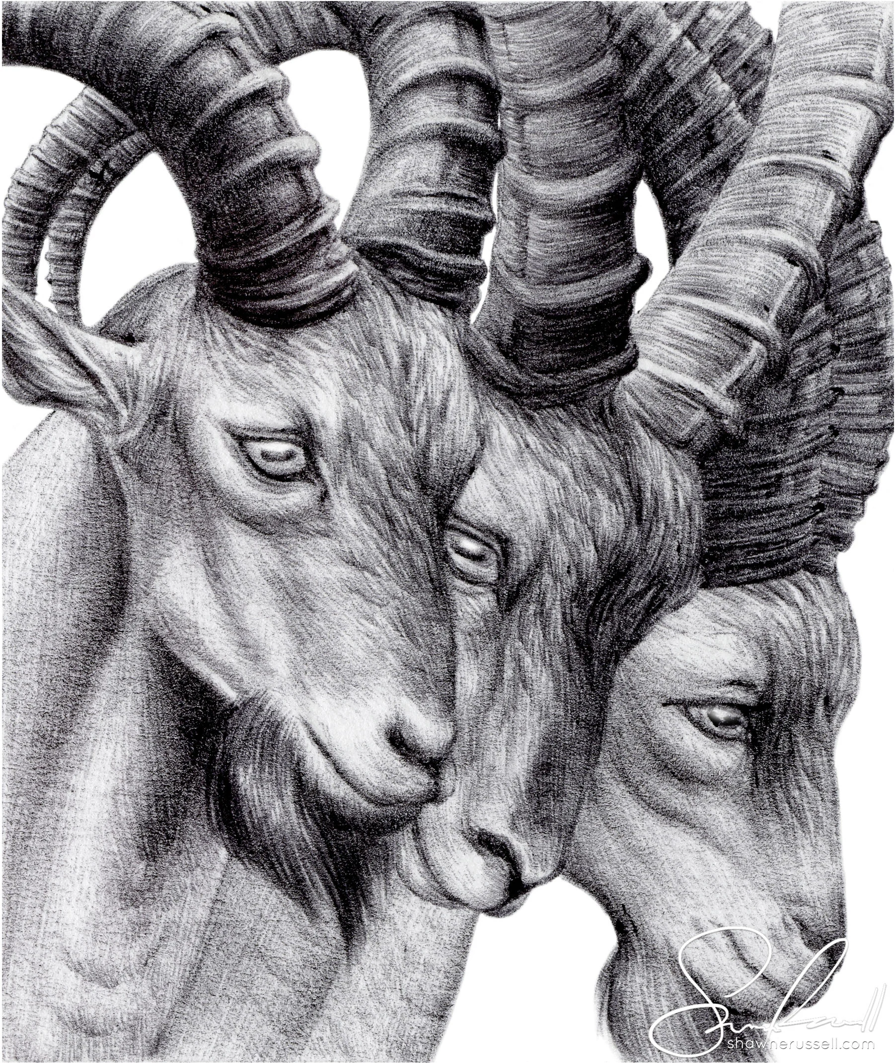 Ibex