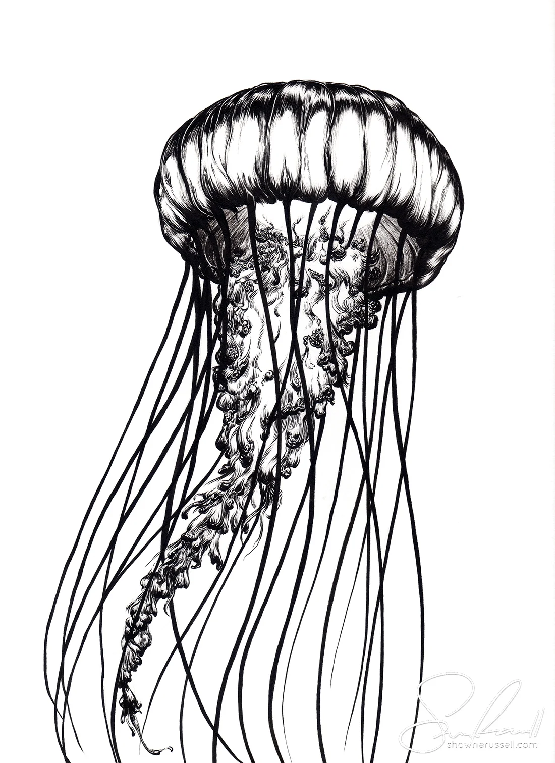 Jellyfish