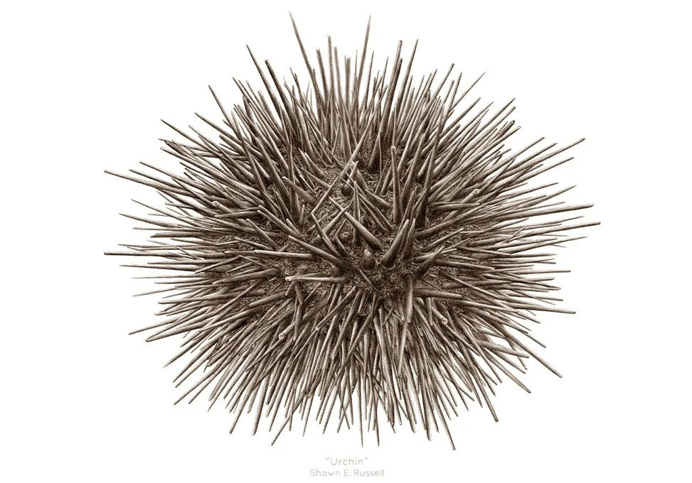 wildlife — Shawn E. Russell