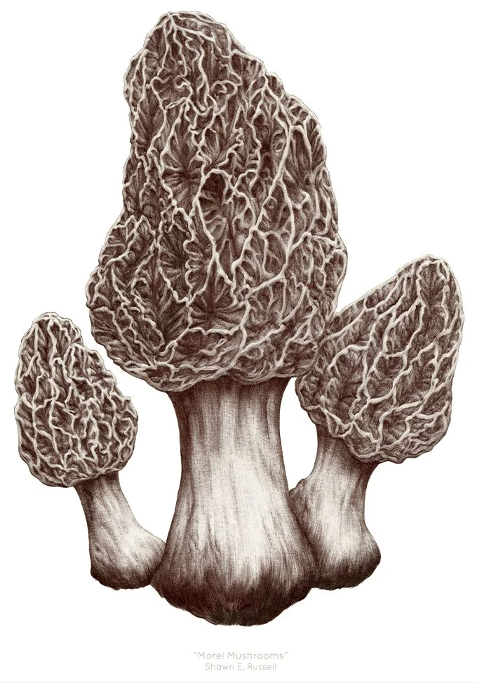 wildlife — Shawn E. Russell