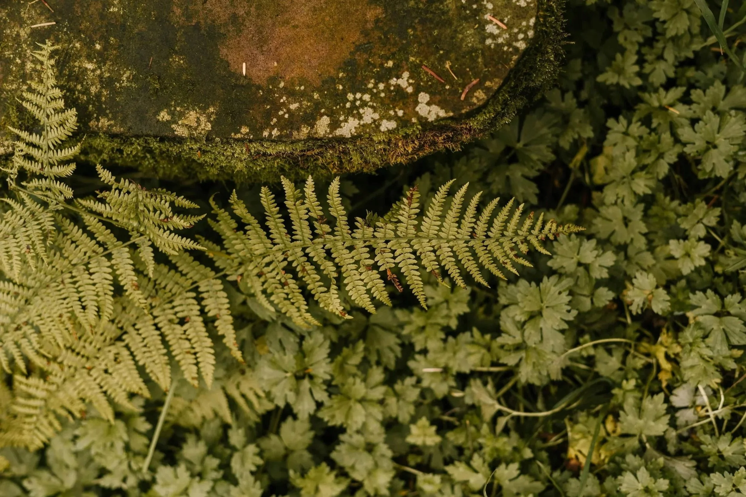stone with moss surrounded by soft ferns and groundcover