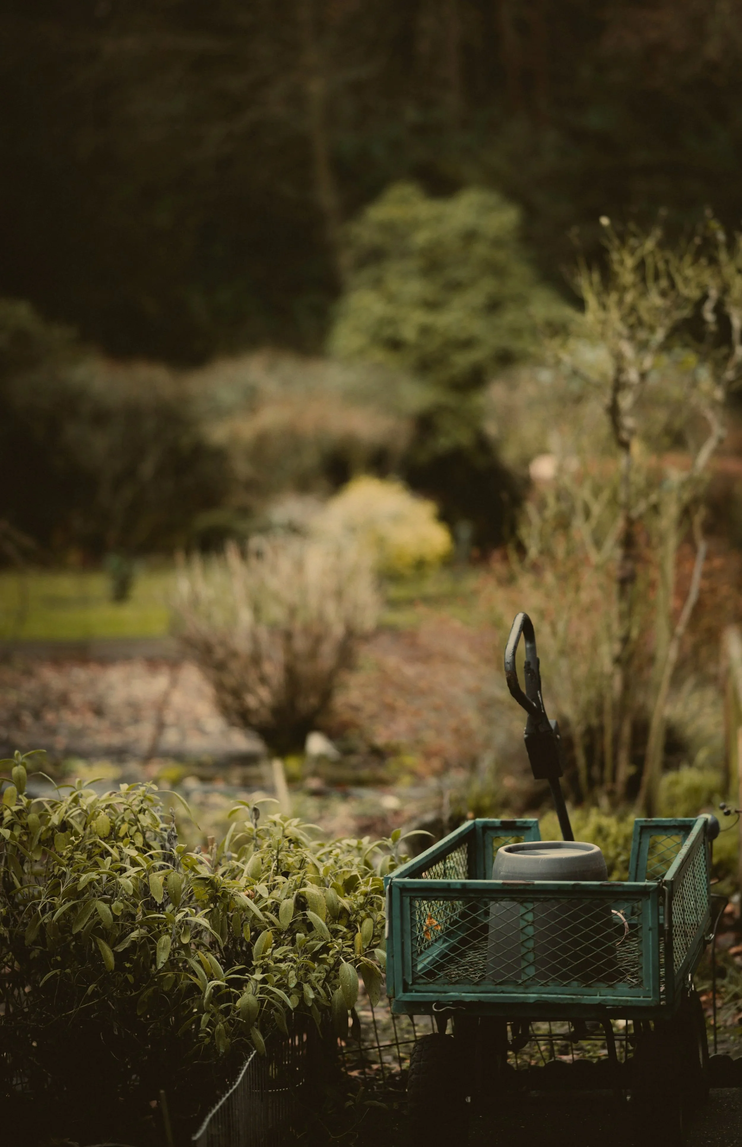 A green garden cart with a gardening hoe and a ceramic pot, surrounded by plants, with trees and a pathway in the background.