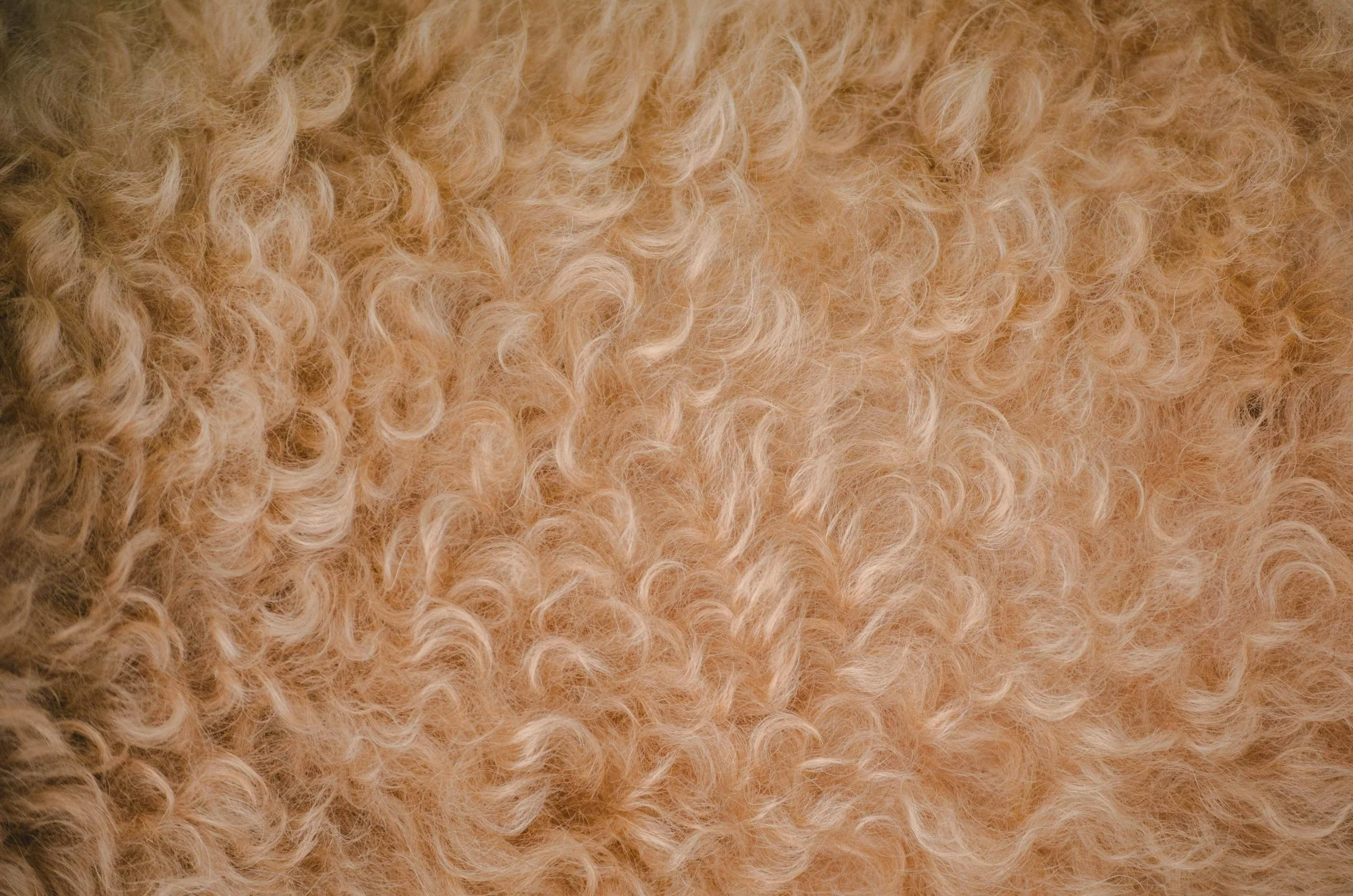 Close-up of plush wool material.