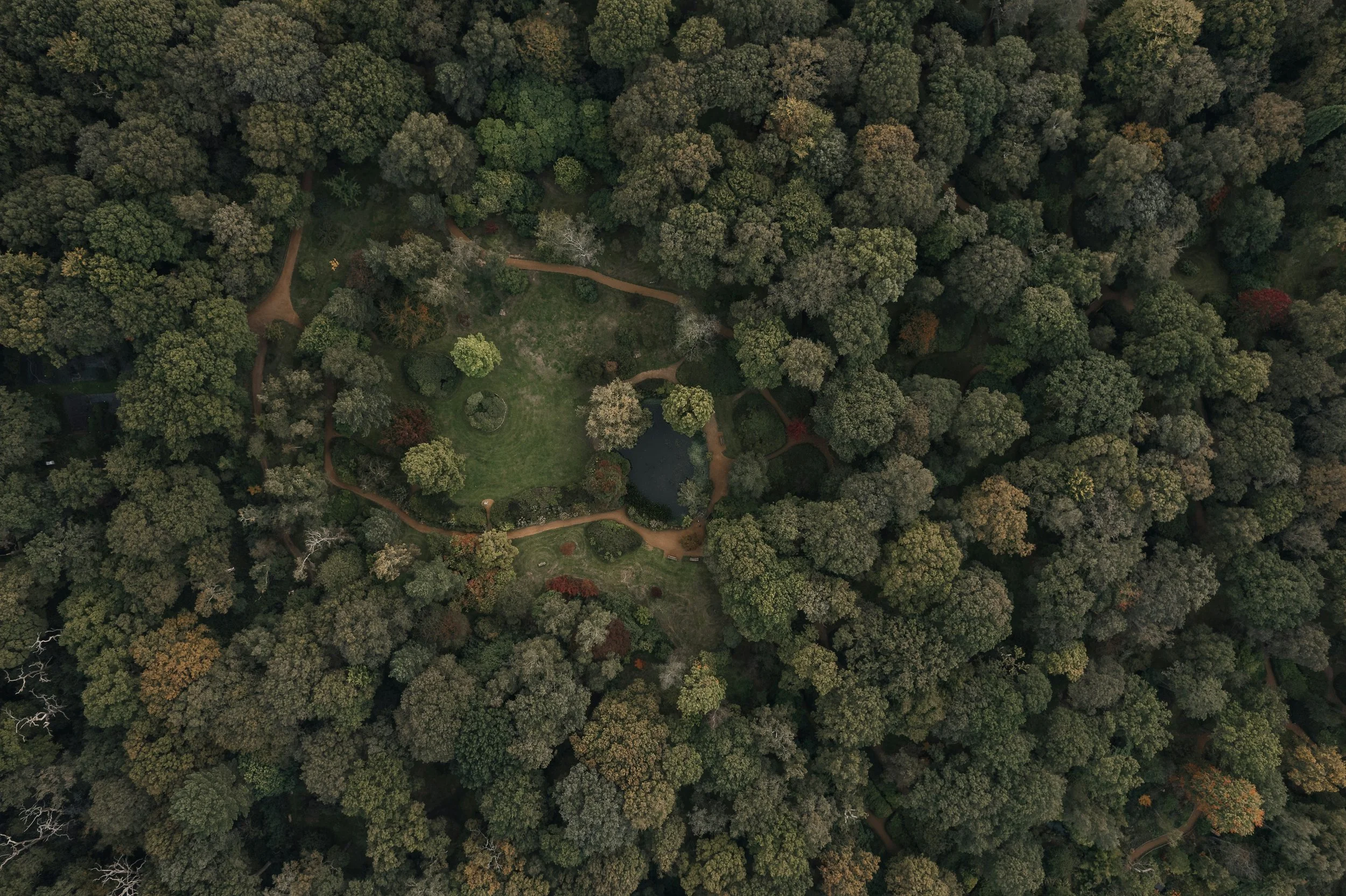 An aerial view of a dense forest with pathways visible in the center.