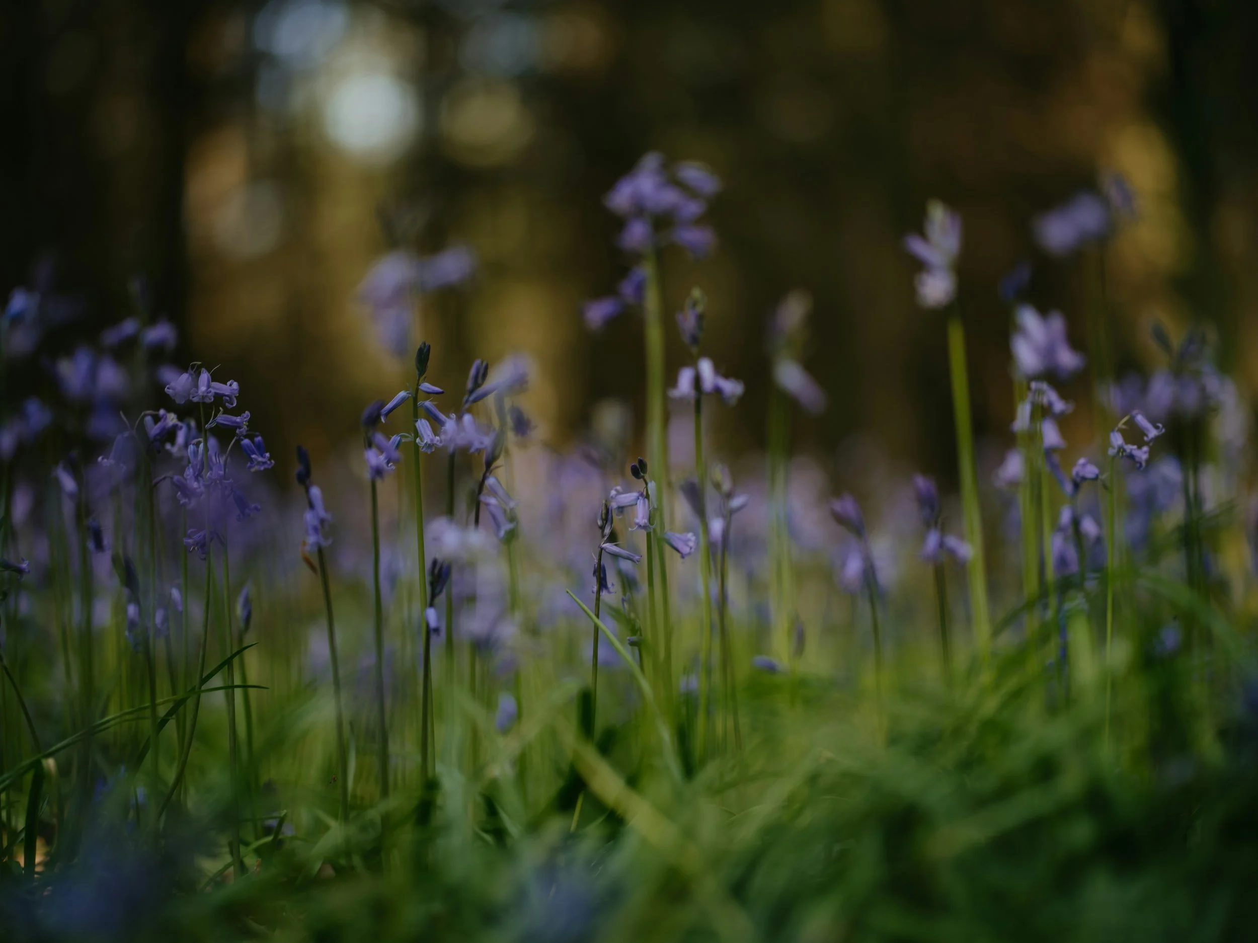 Sensory Gardens