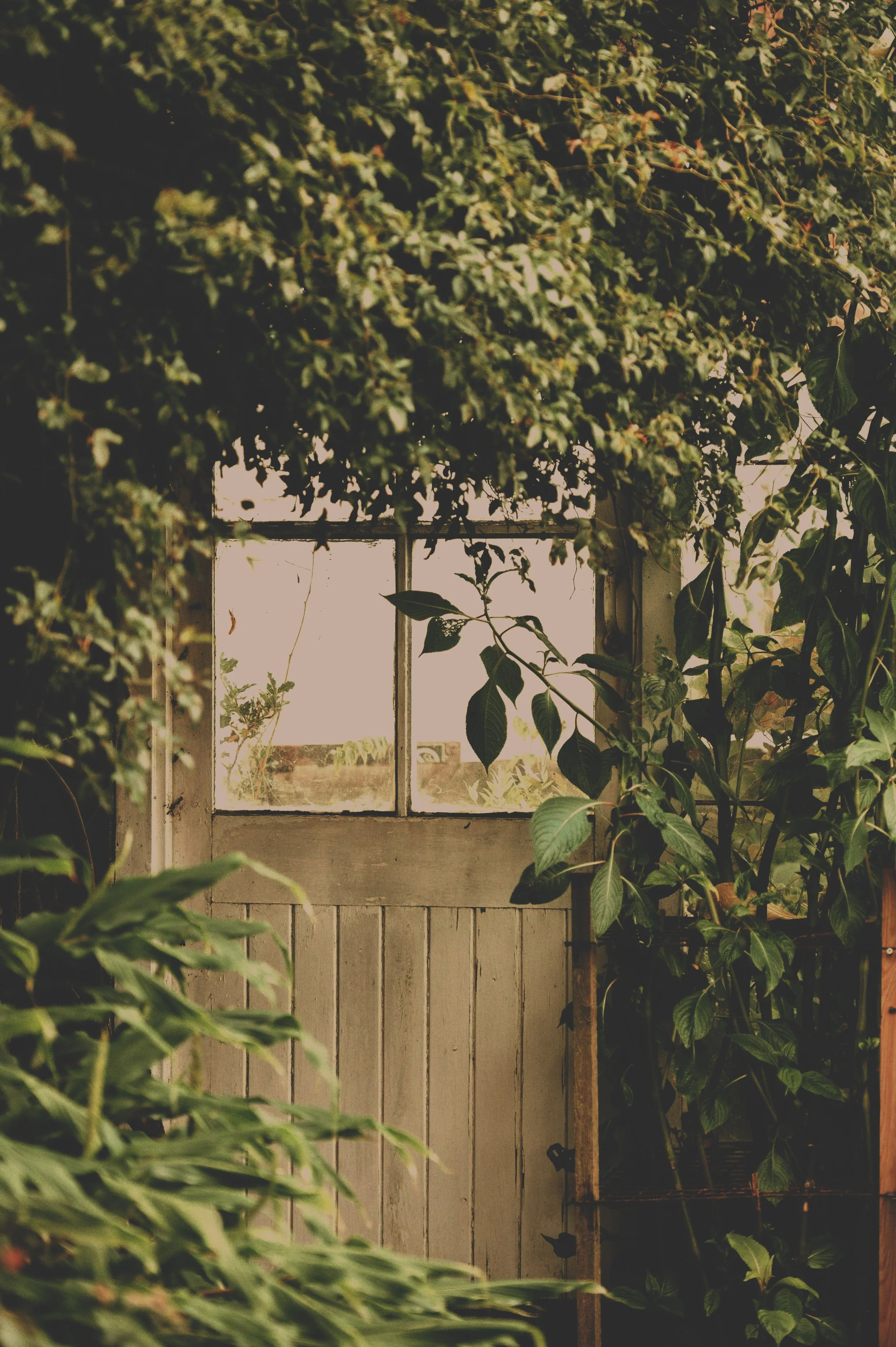 A vintage window with white paint, surrounded by lush green foliage inside a garden or greenhouse.