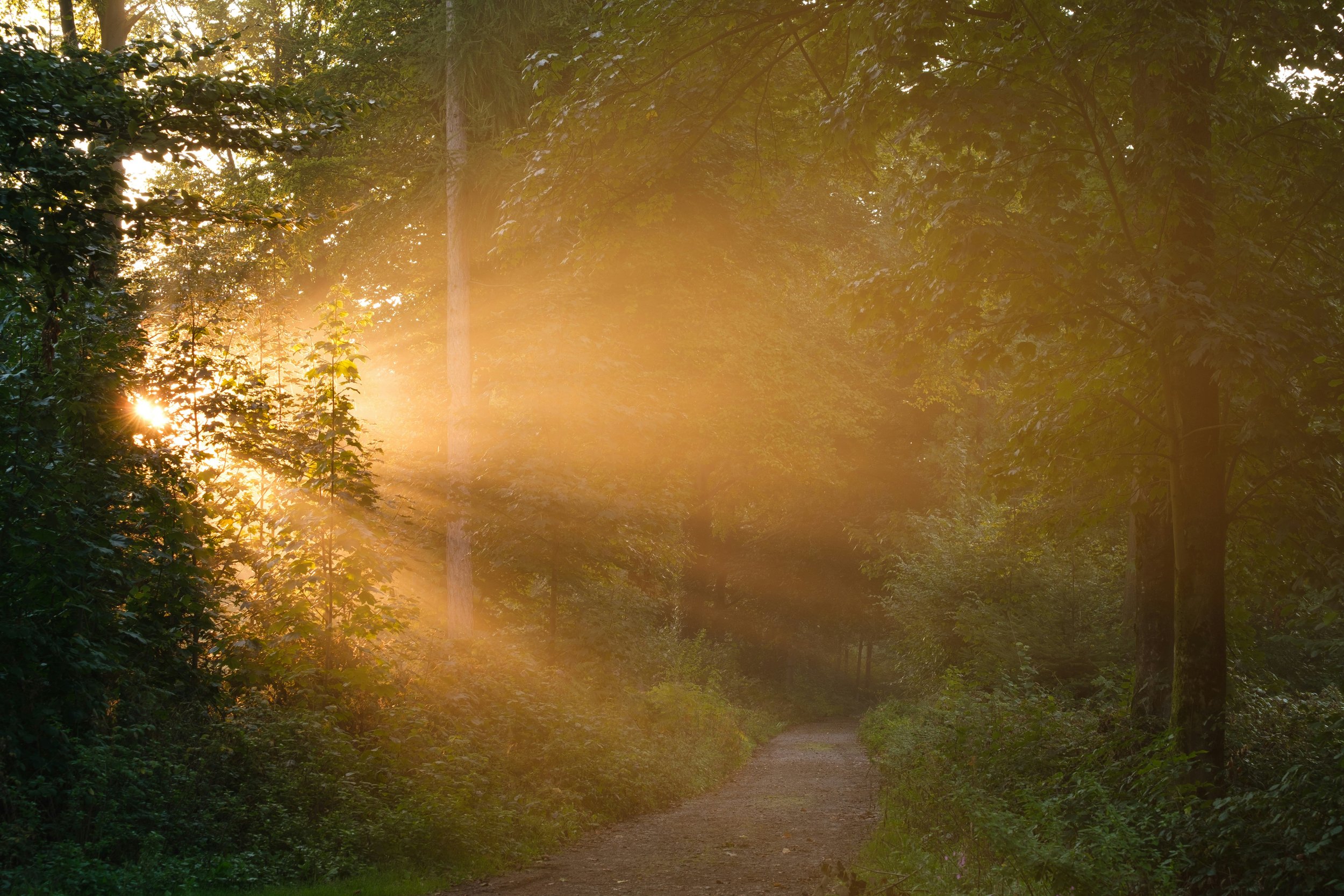 A forest path with trees and green foliage, illuminated by sunlight filtering through the leaves, creating a warm, glowing atmosphere.