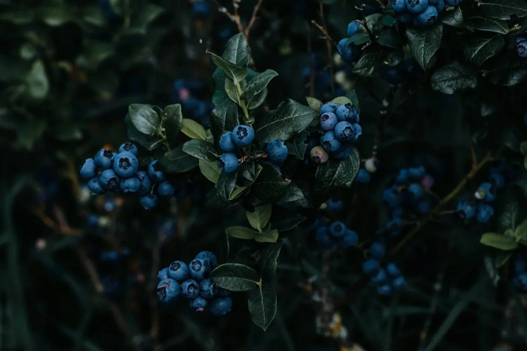 Close-up of a cluster of ripe blueberries on a bush with dark green leaves.