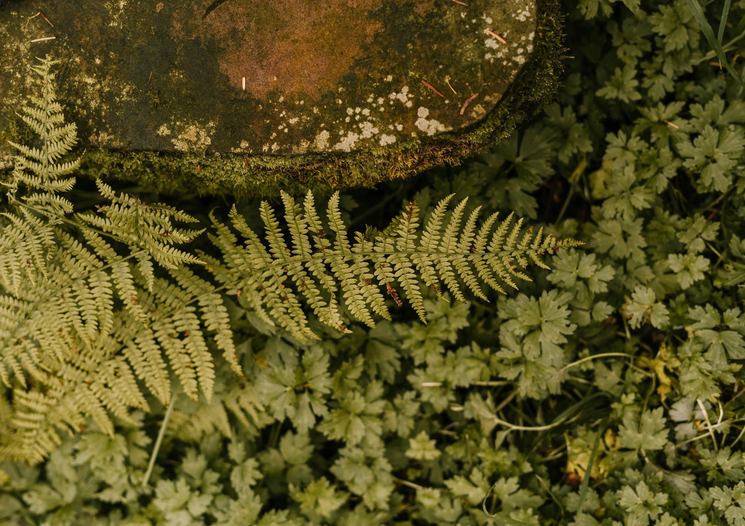 Close-up of moss-covered rock with soft moss on top, surrounded by green fern leaves.