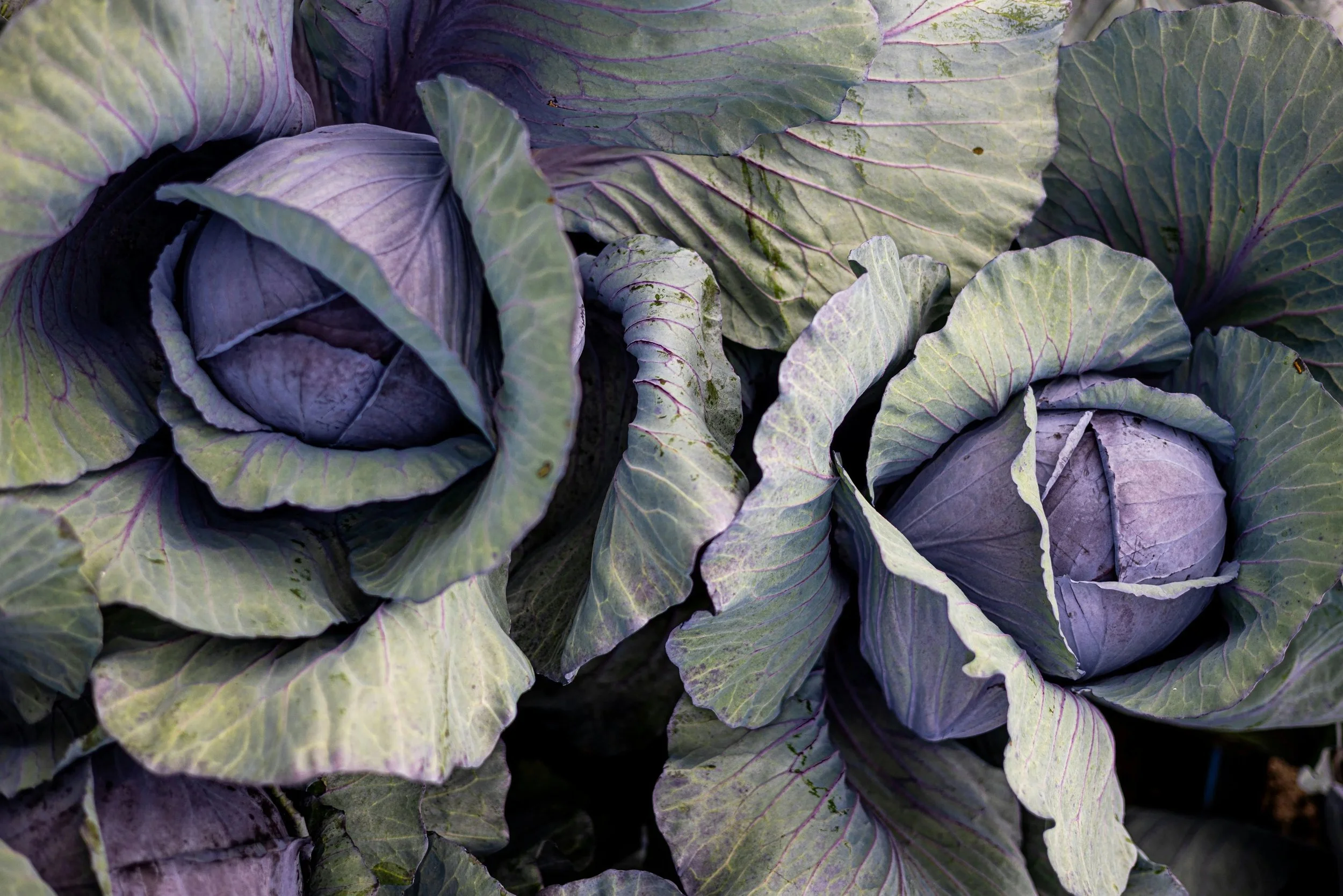 Close-up of multiple green and purple cabbage heads with leaves overlapping.