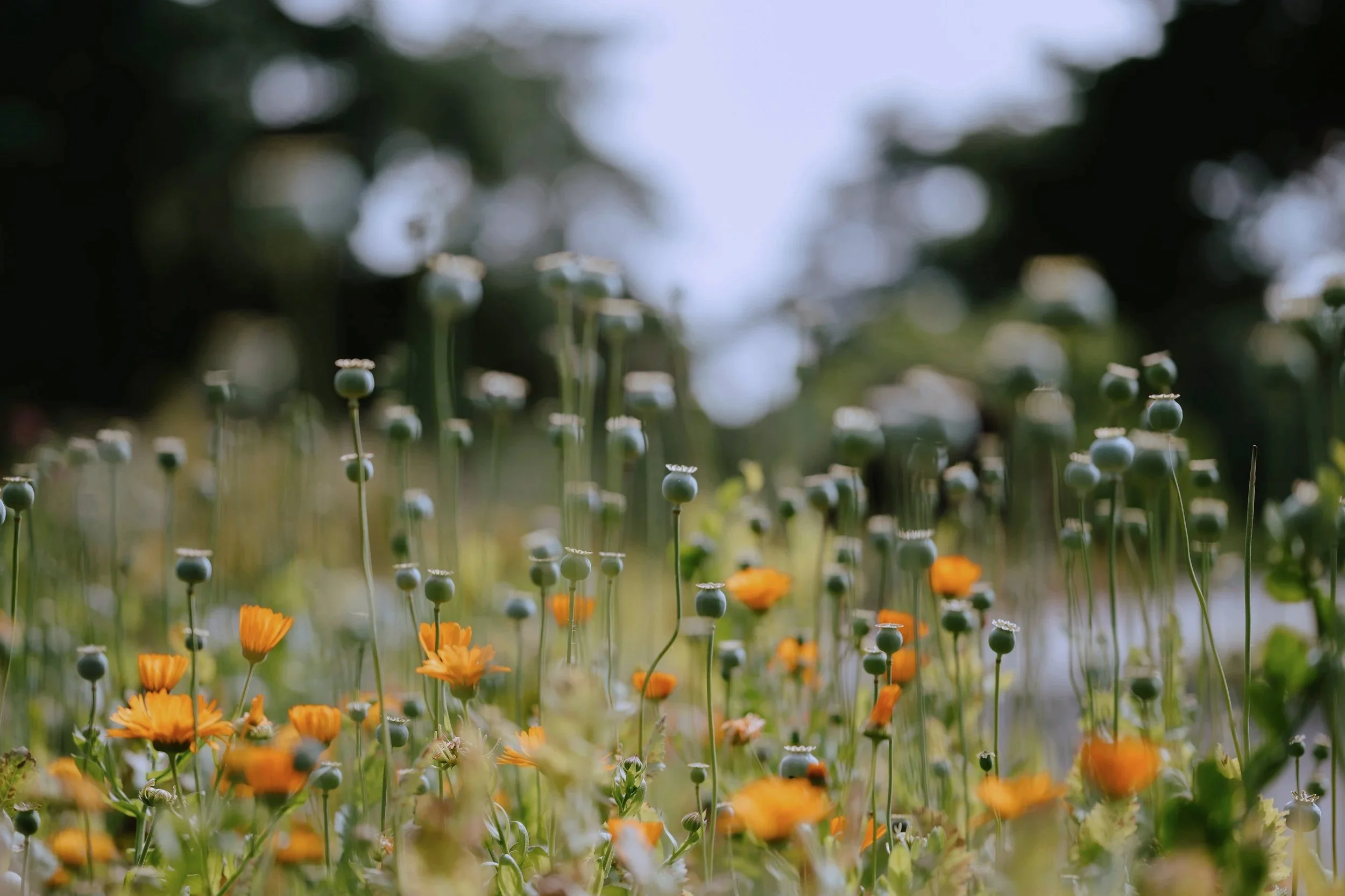 A field of orange poppies and round seed pods, with blurred green trees and sky in the background.