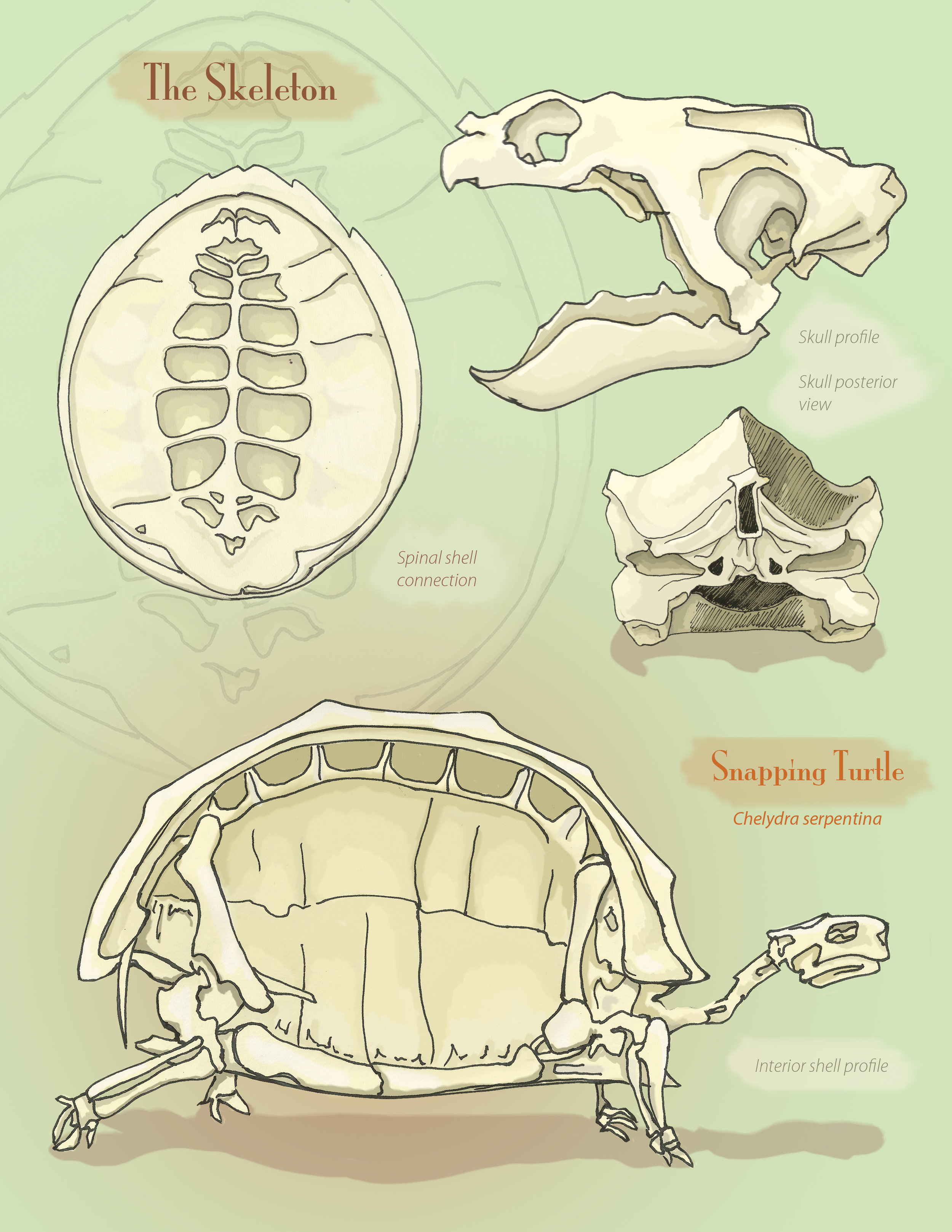 Snapping turtle skeleton