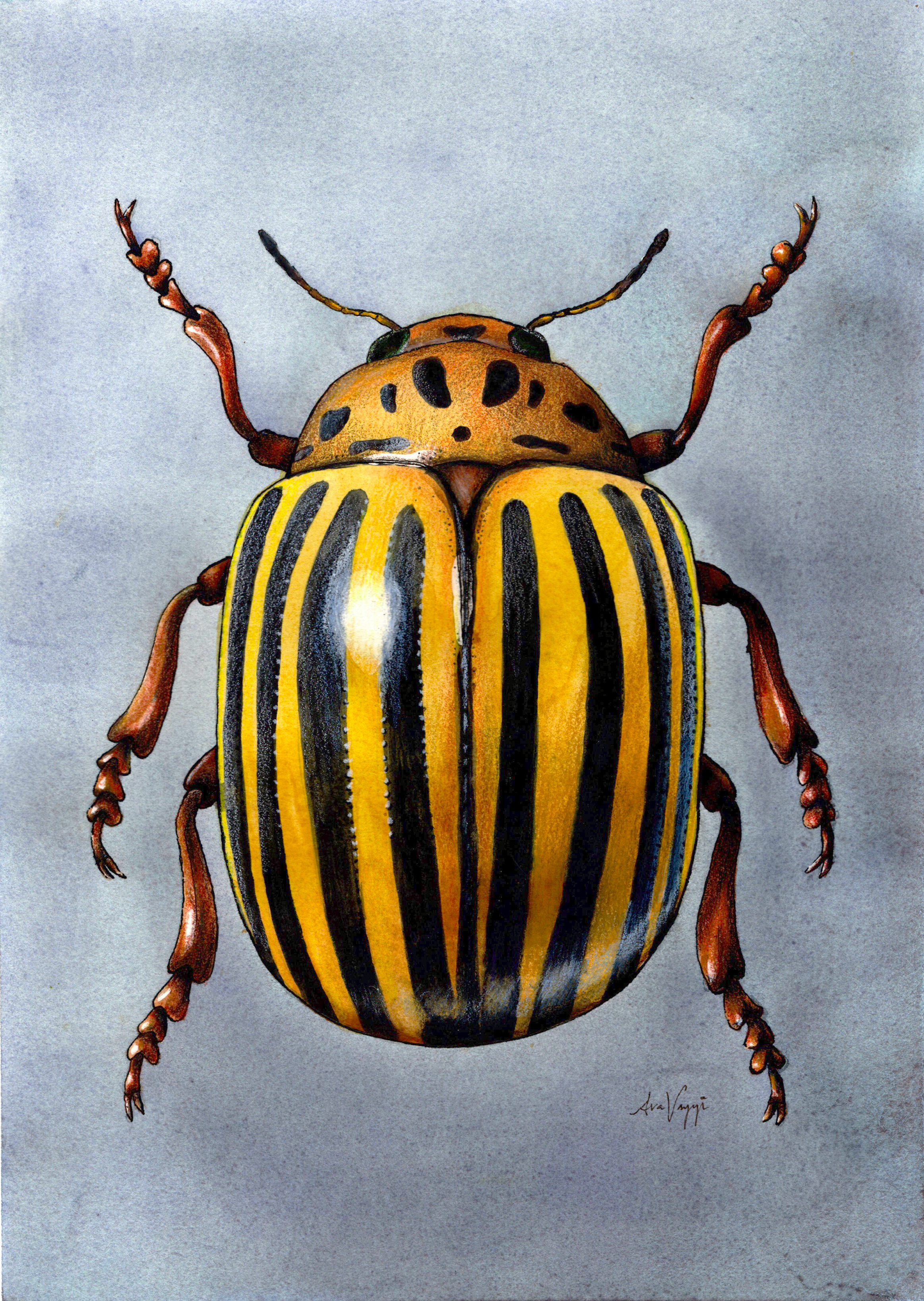 Colorado potato beetle