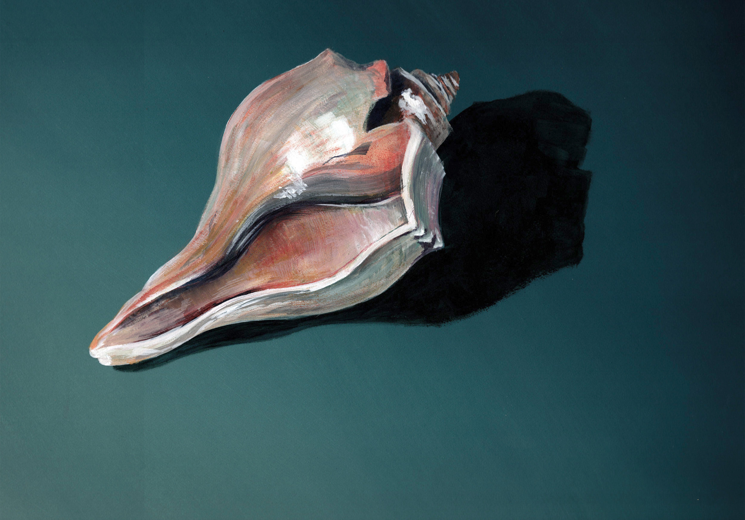 Whelk shell