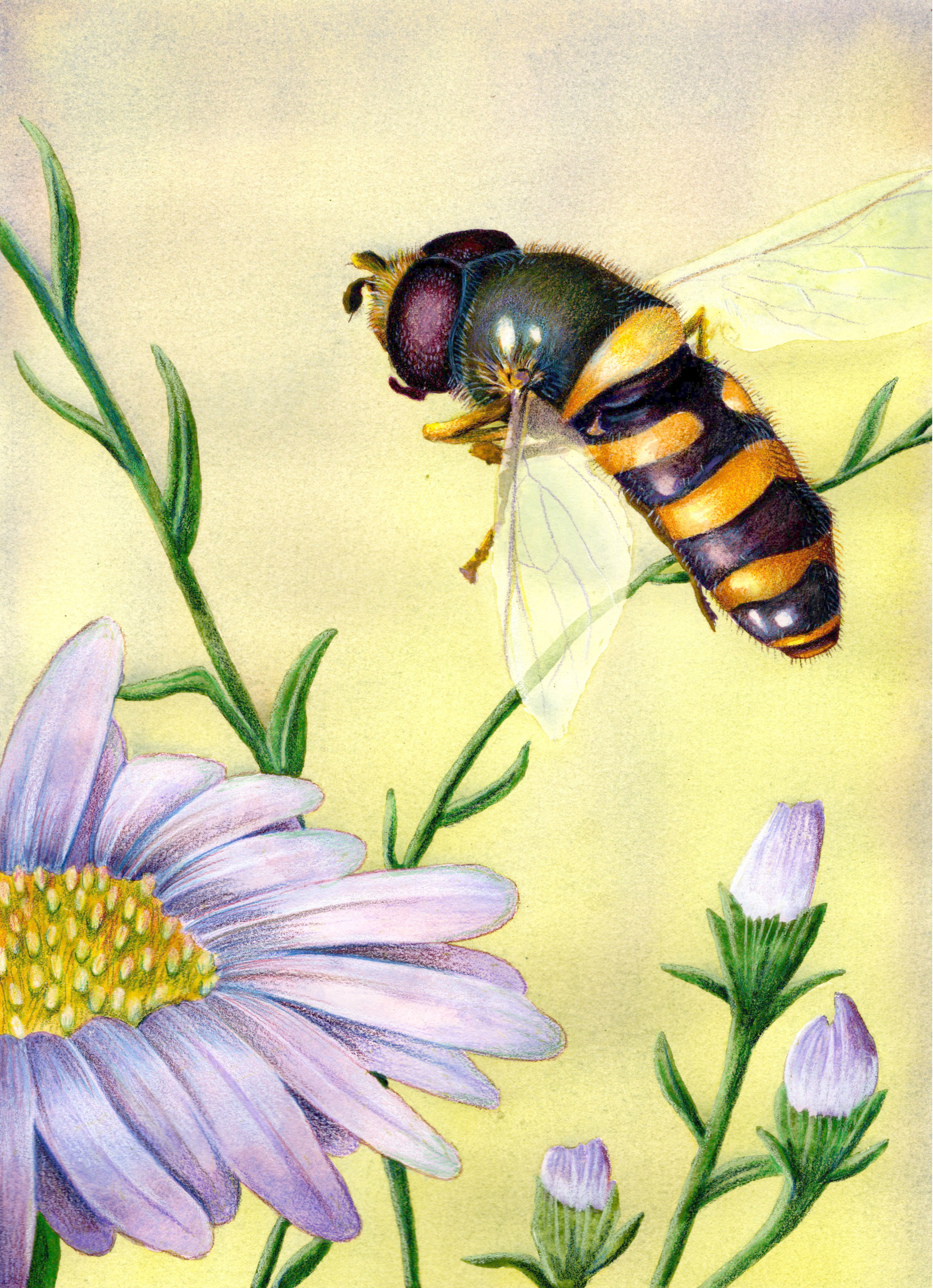 Hoverfly (biomimicry diptych)