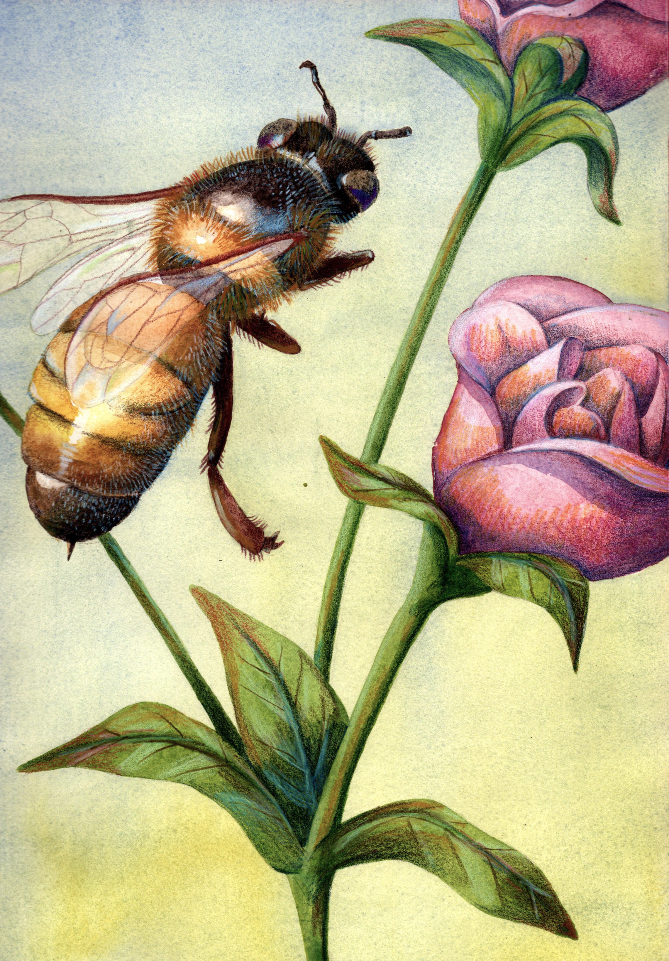Honey bee (biomimicry diptych)