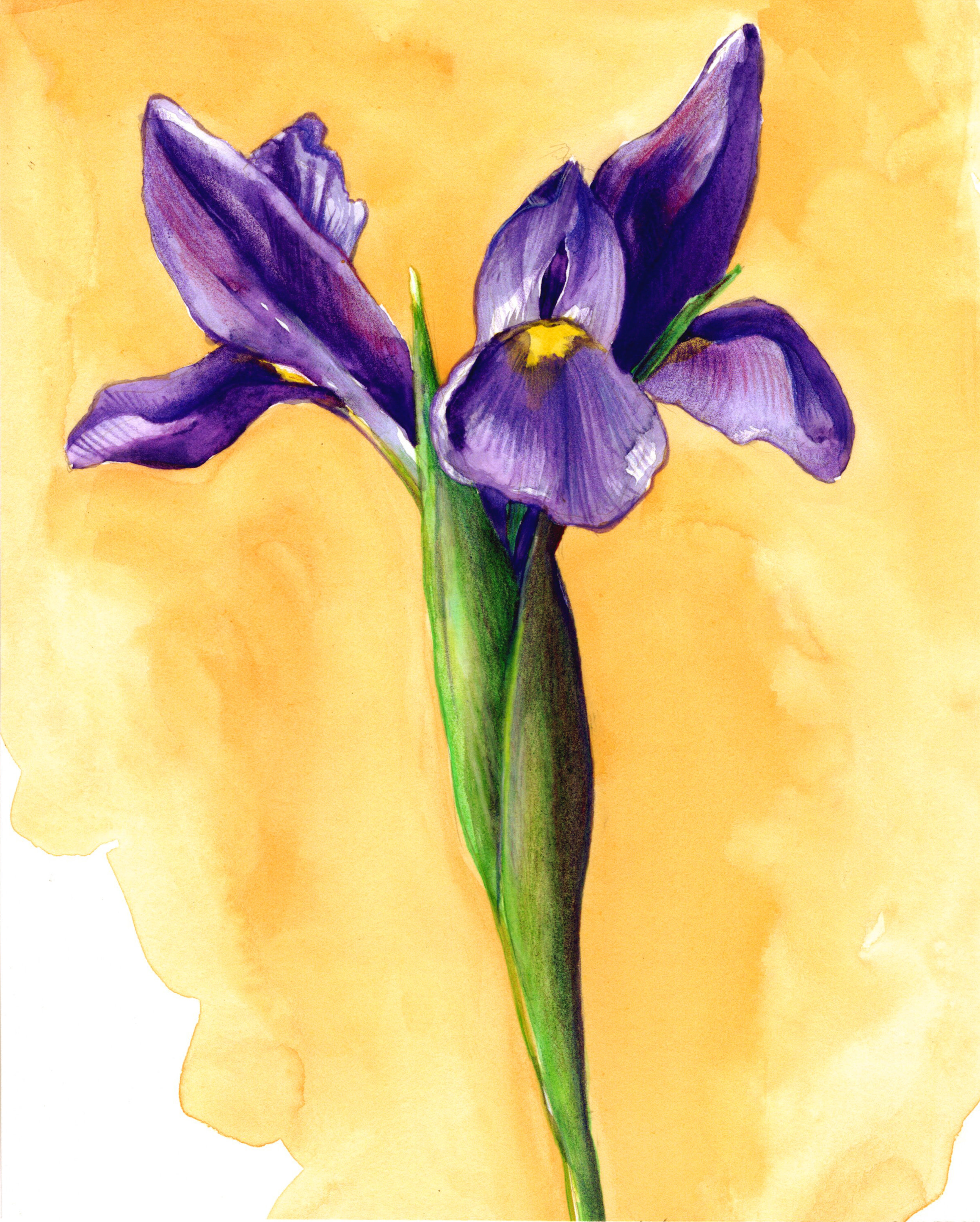 Iris