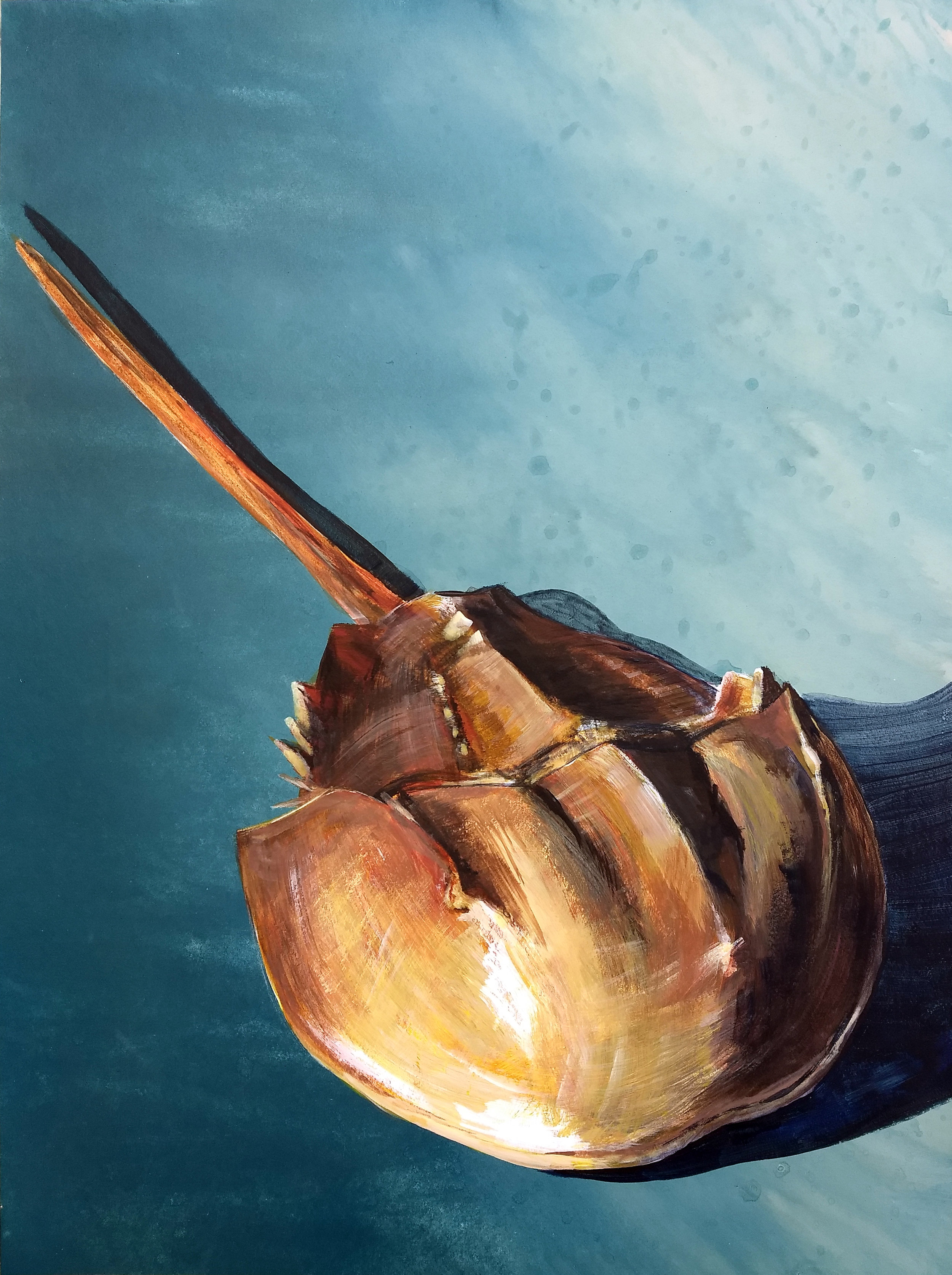 Horseshoe crab