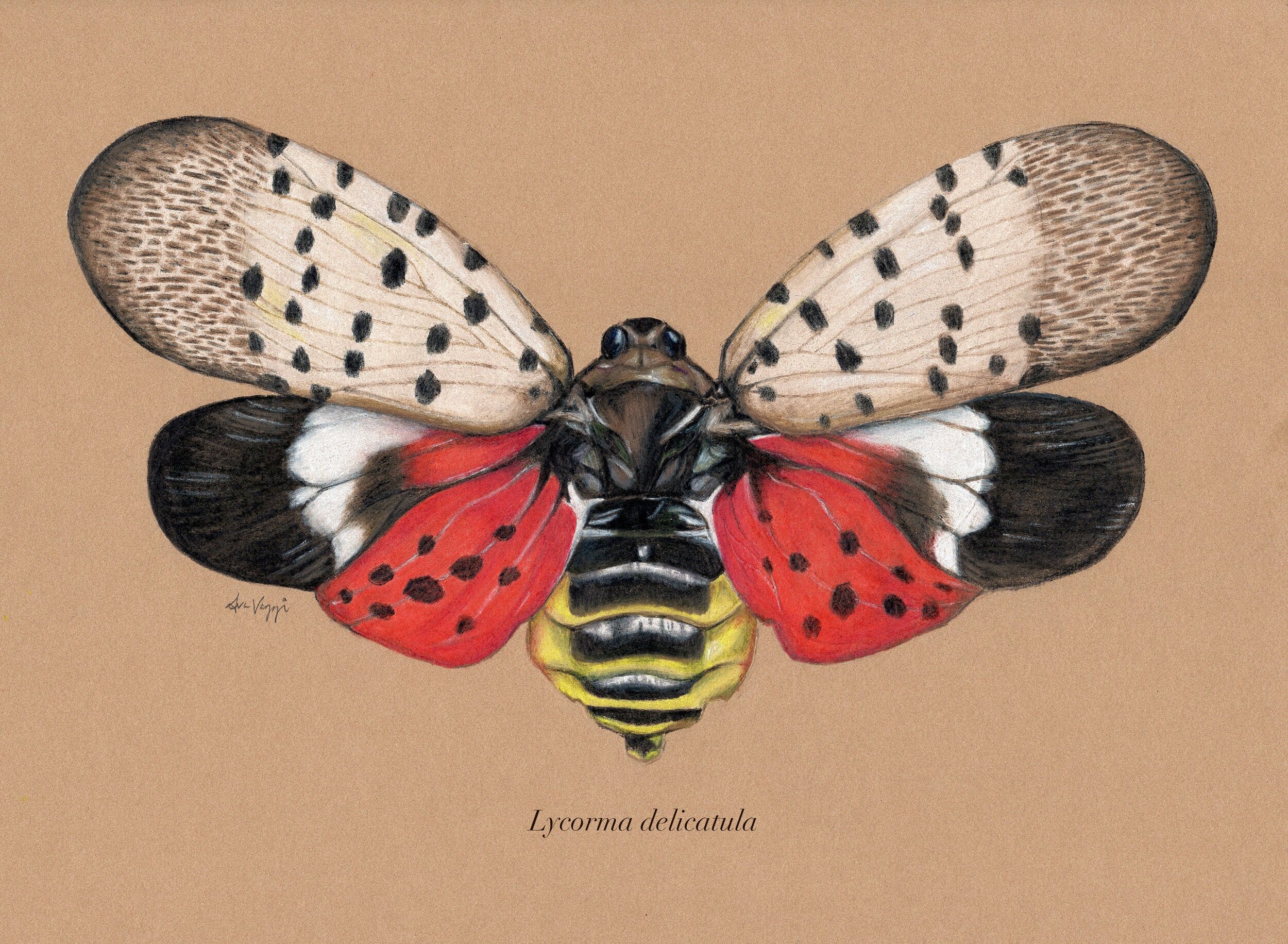 Spotted lanternfly