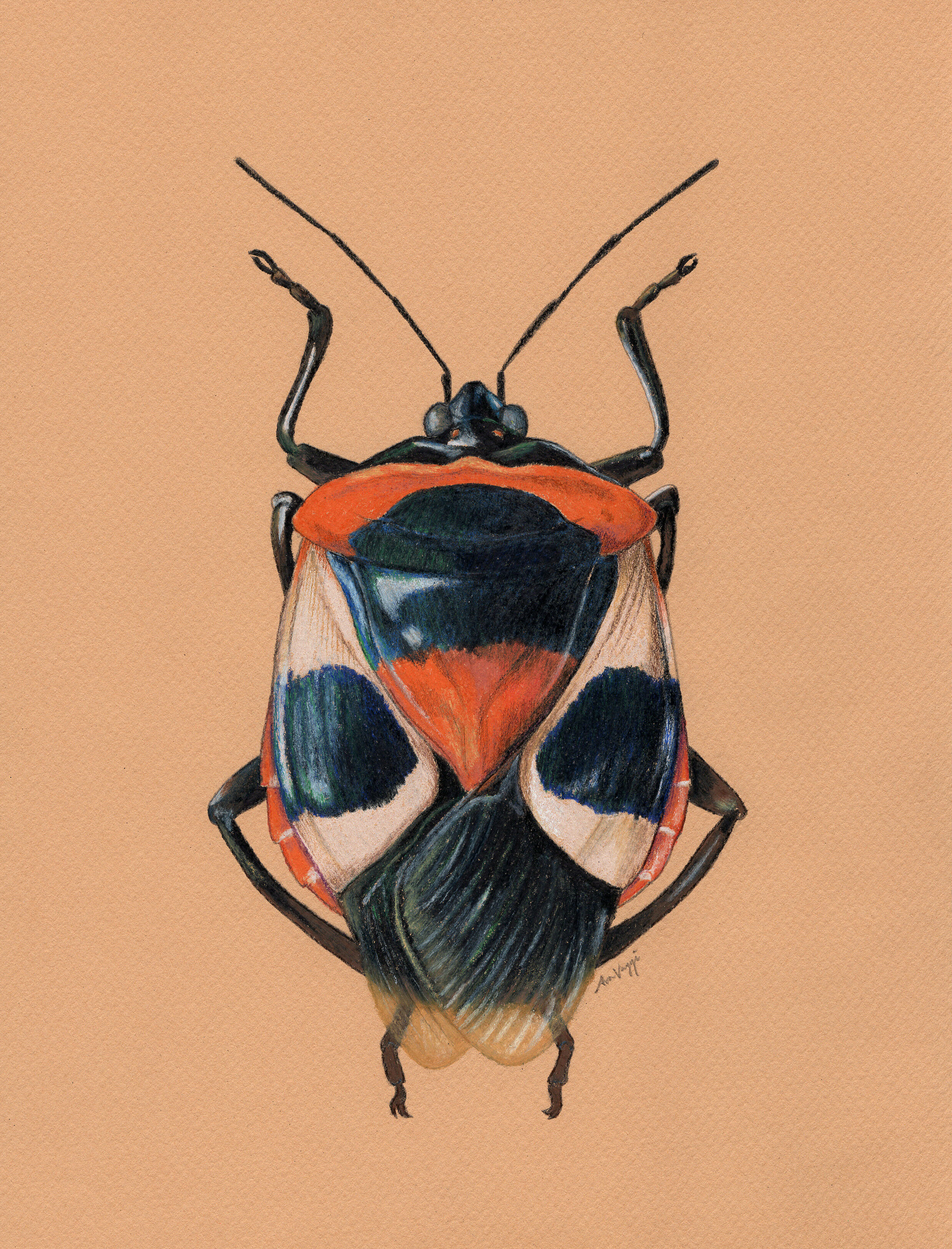 Ixora shield bug
