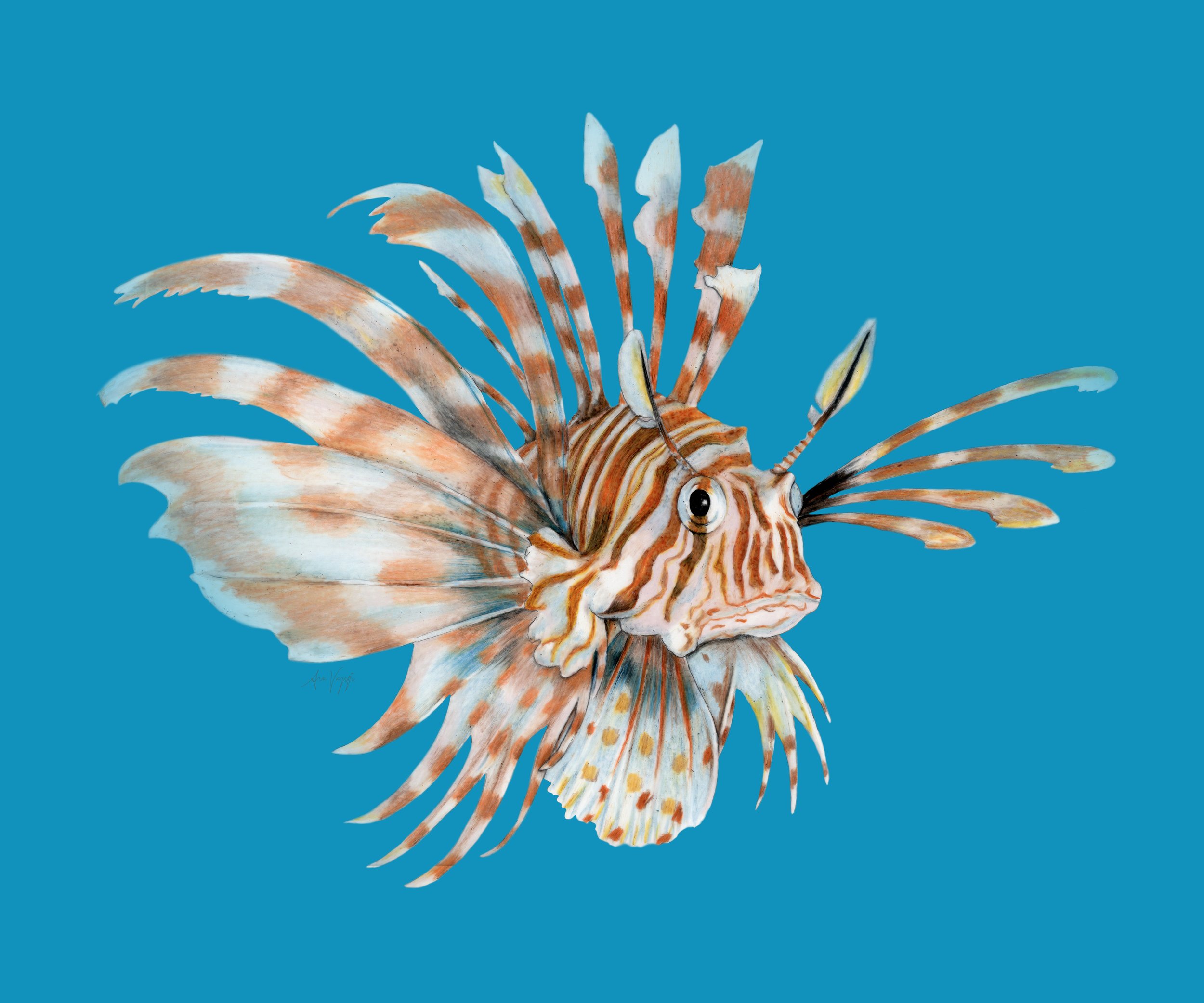 Lion  Fish