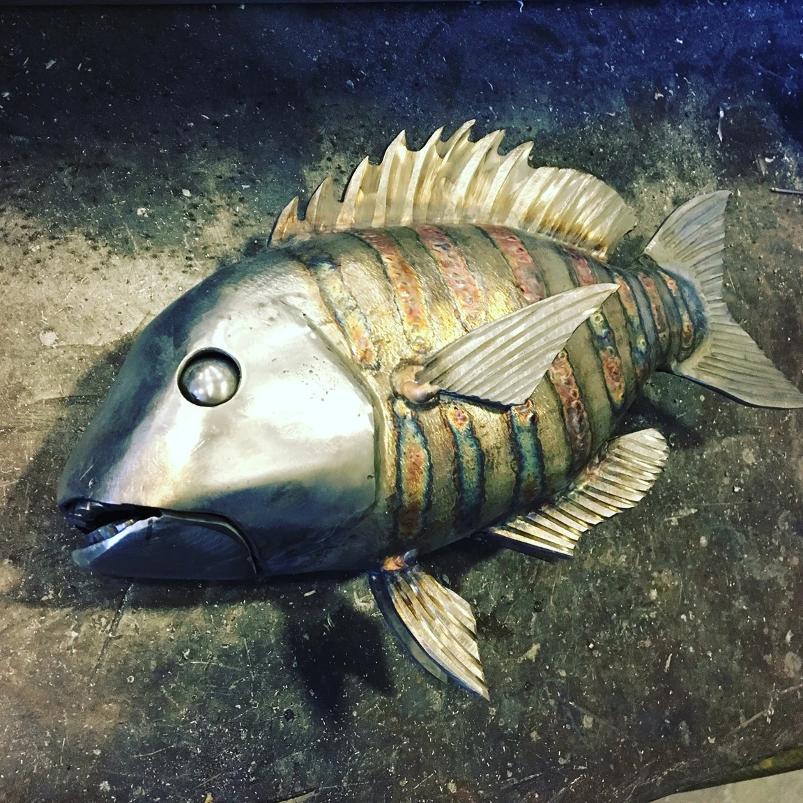  2-28-2017: TIG welded stainless steel sheepshead. Going to be part of a larger piece 