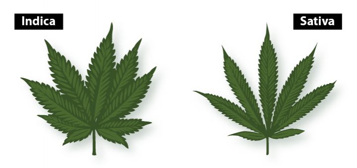 indica-vs-sativa-leaves-720x340.jpg