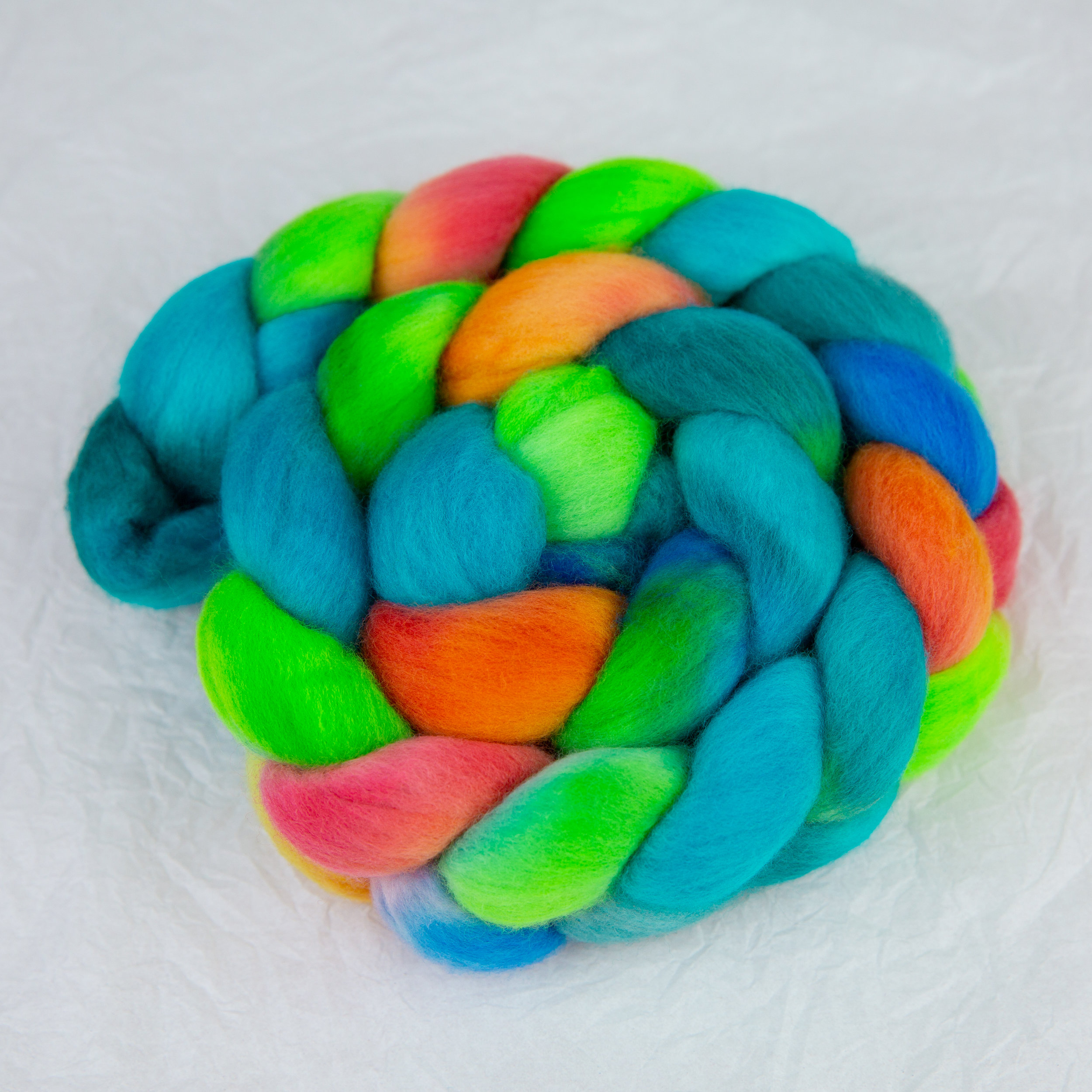 Mantis Shrimp